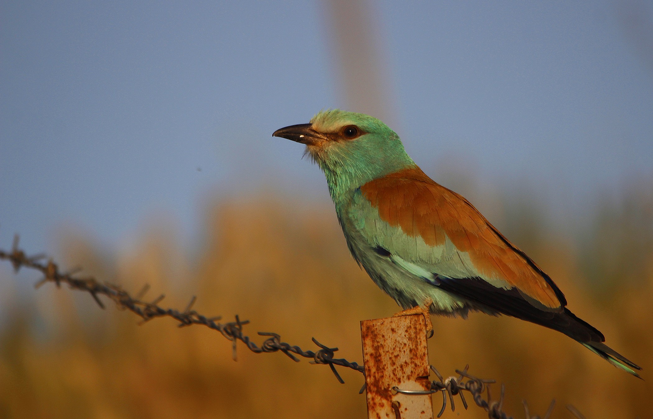 European Roller