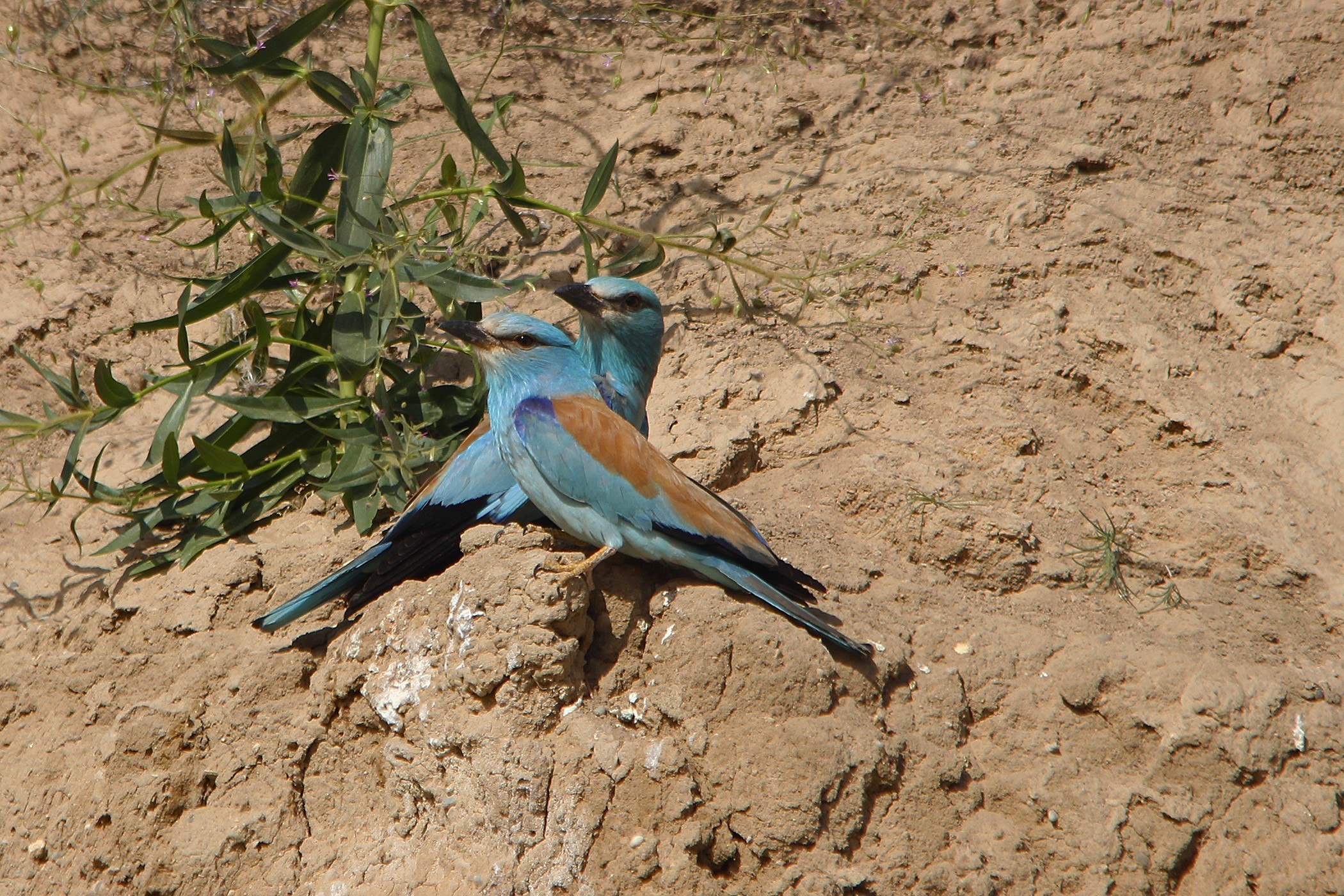 European Roller