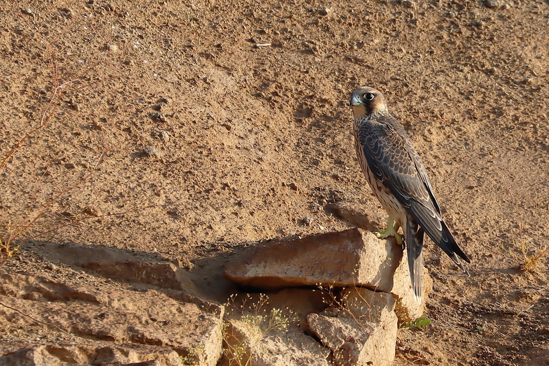 Peregrine Falcon