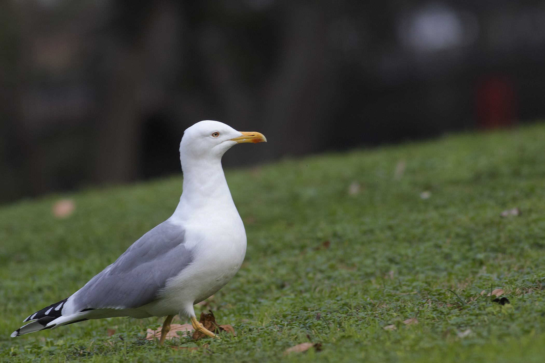 Yellow-legged Gull