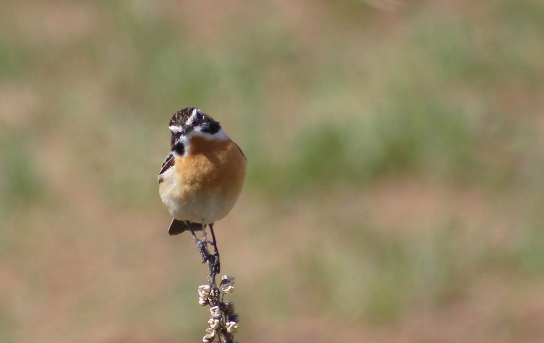 Whinchat