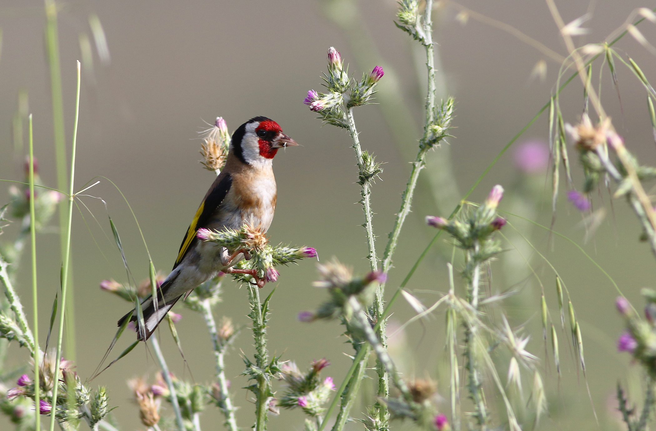 European Goldfinch