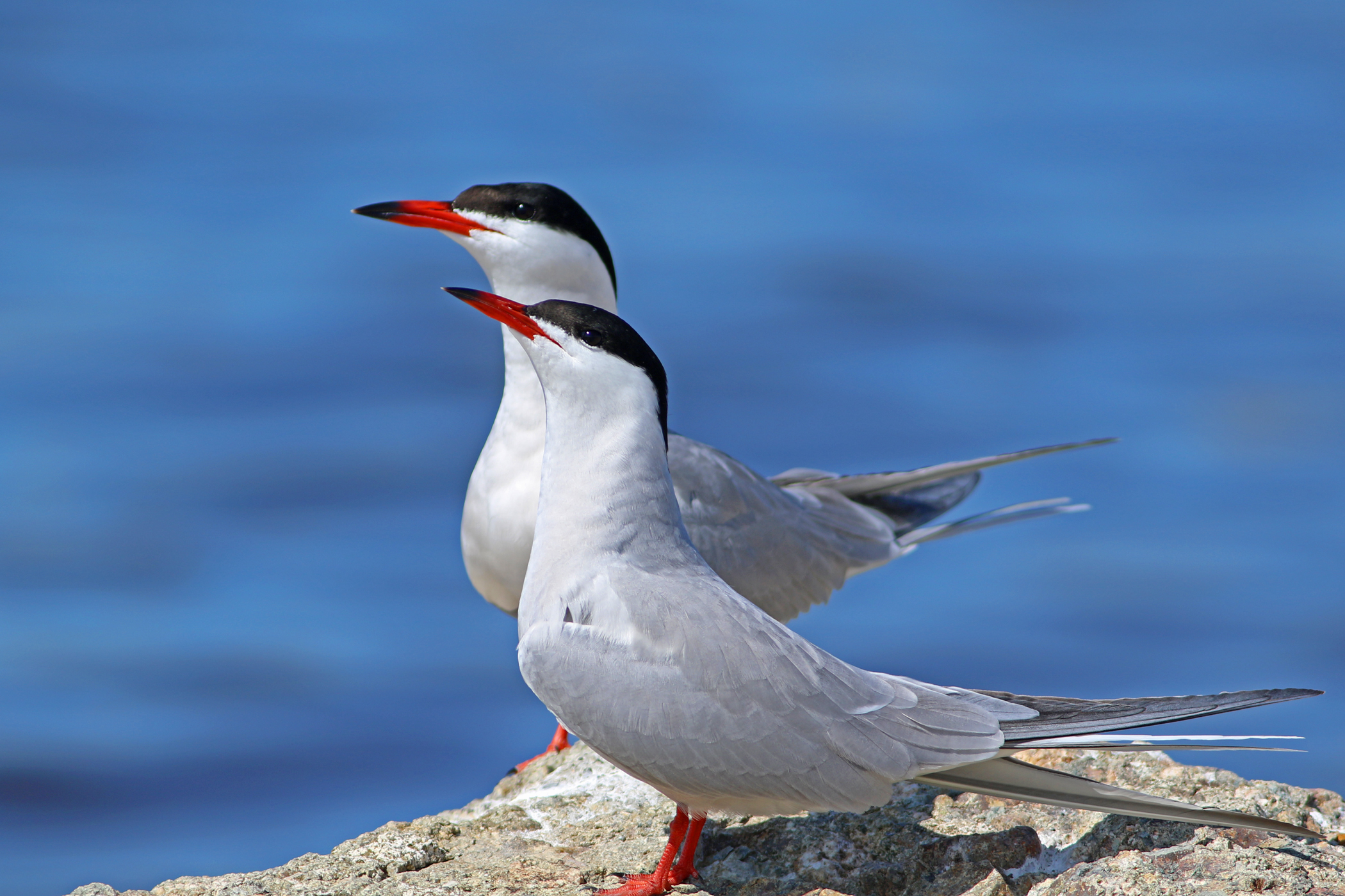 Common Tern