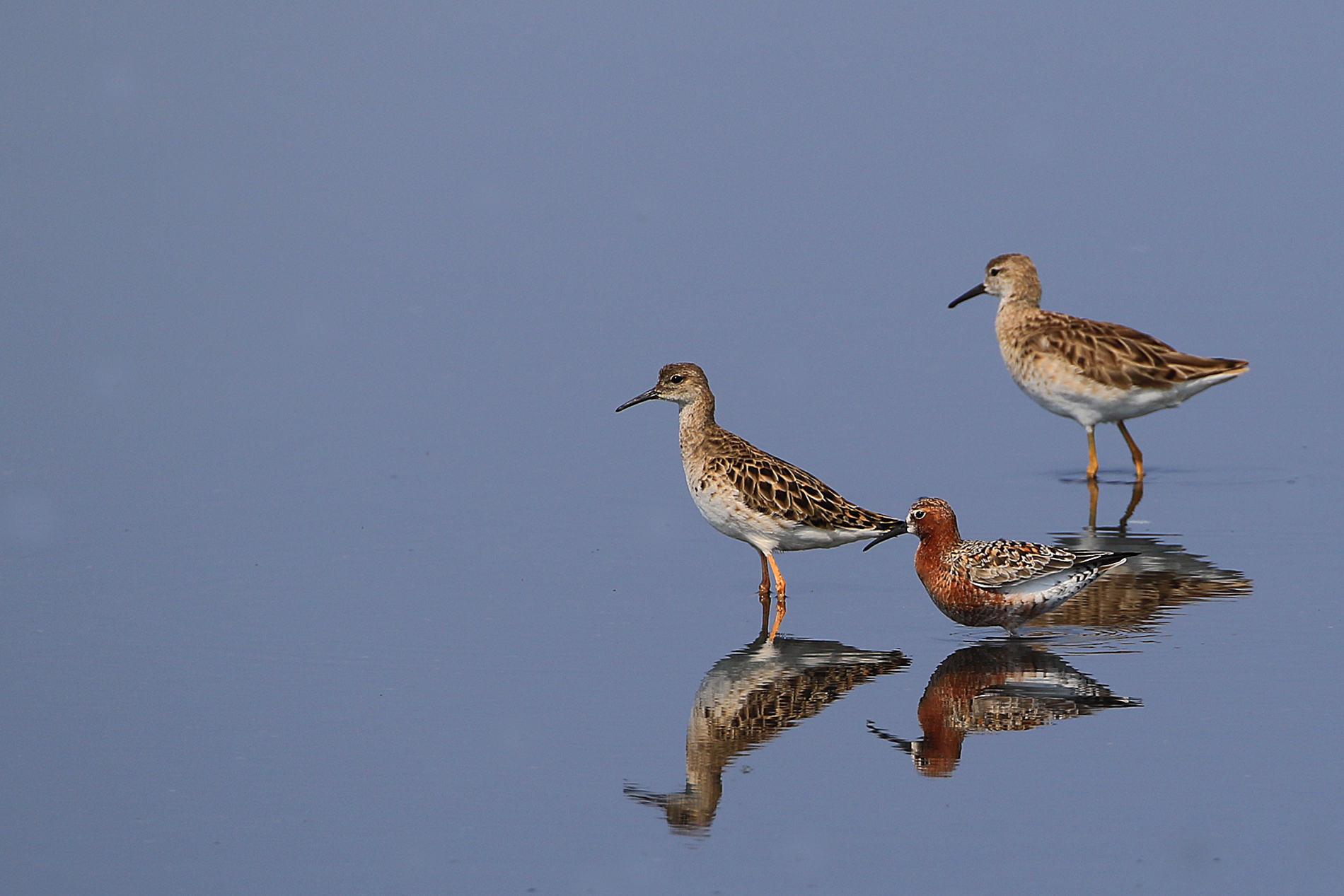 Common Redshank