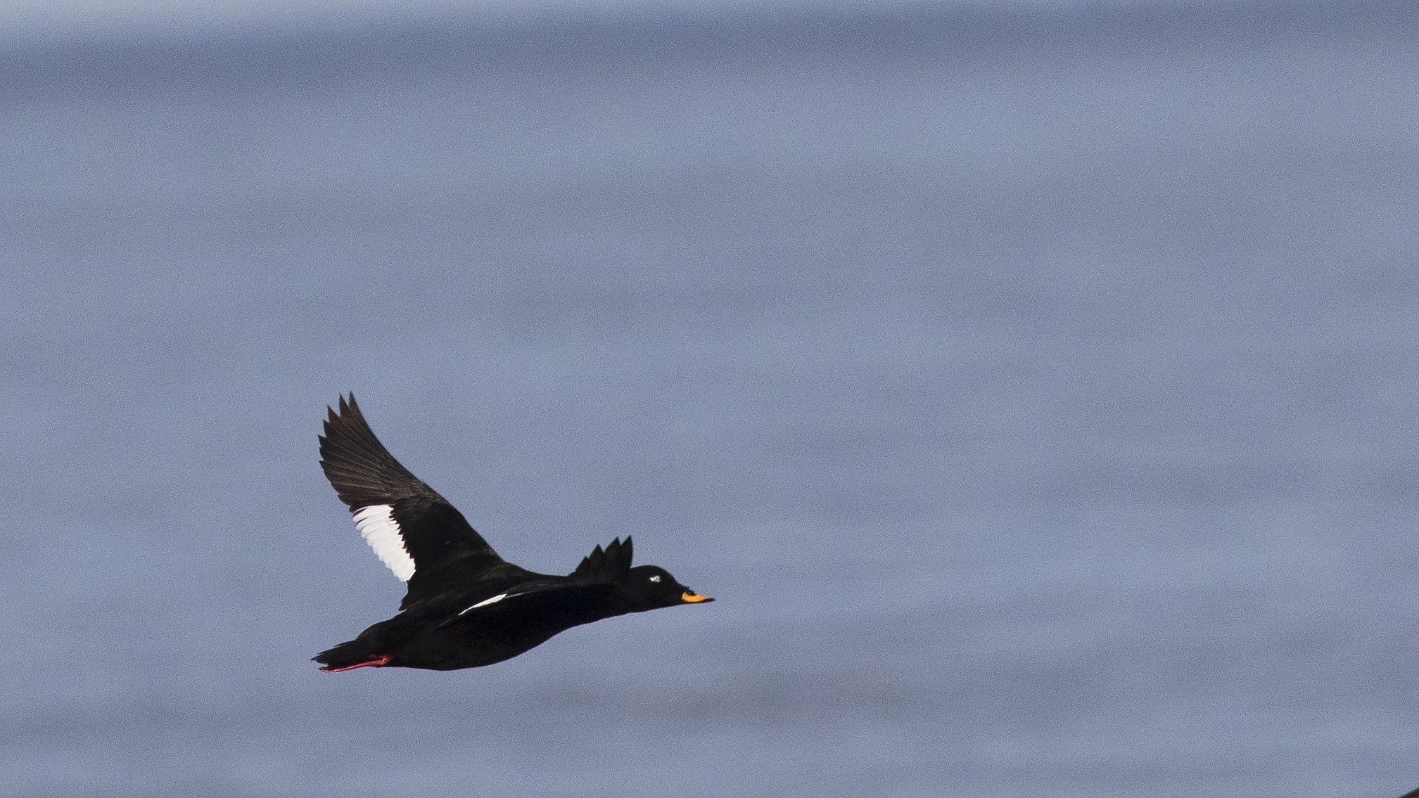 Velvet Scoter
