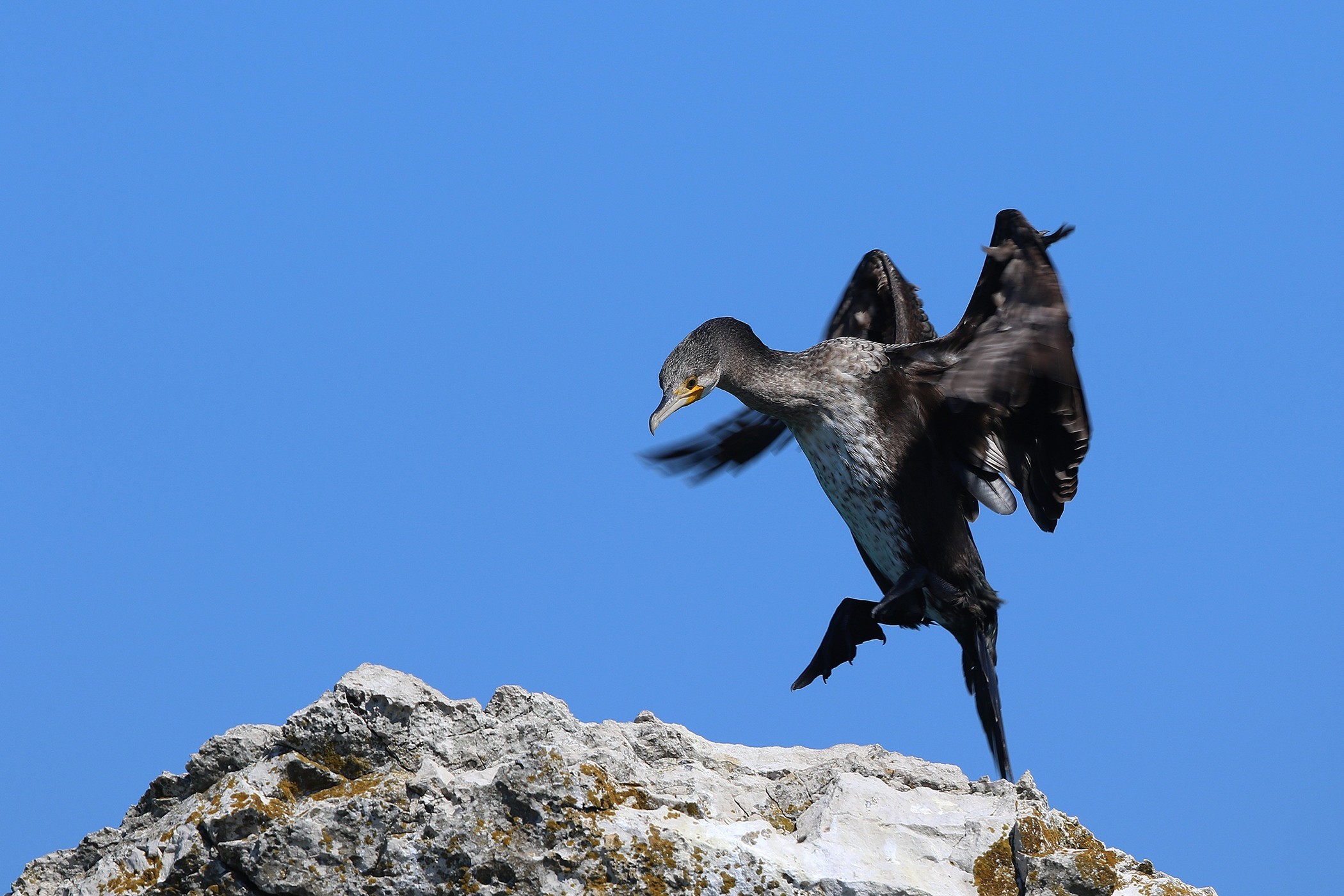 Great Cormorant