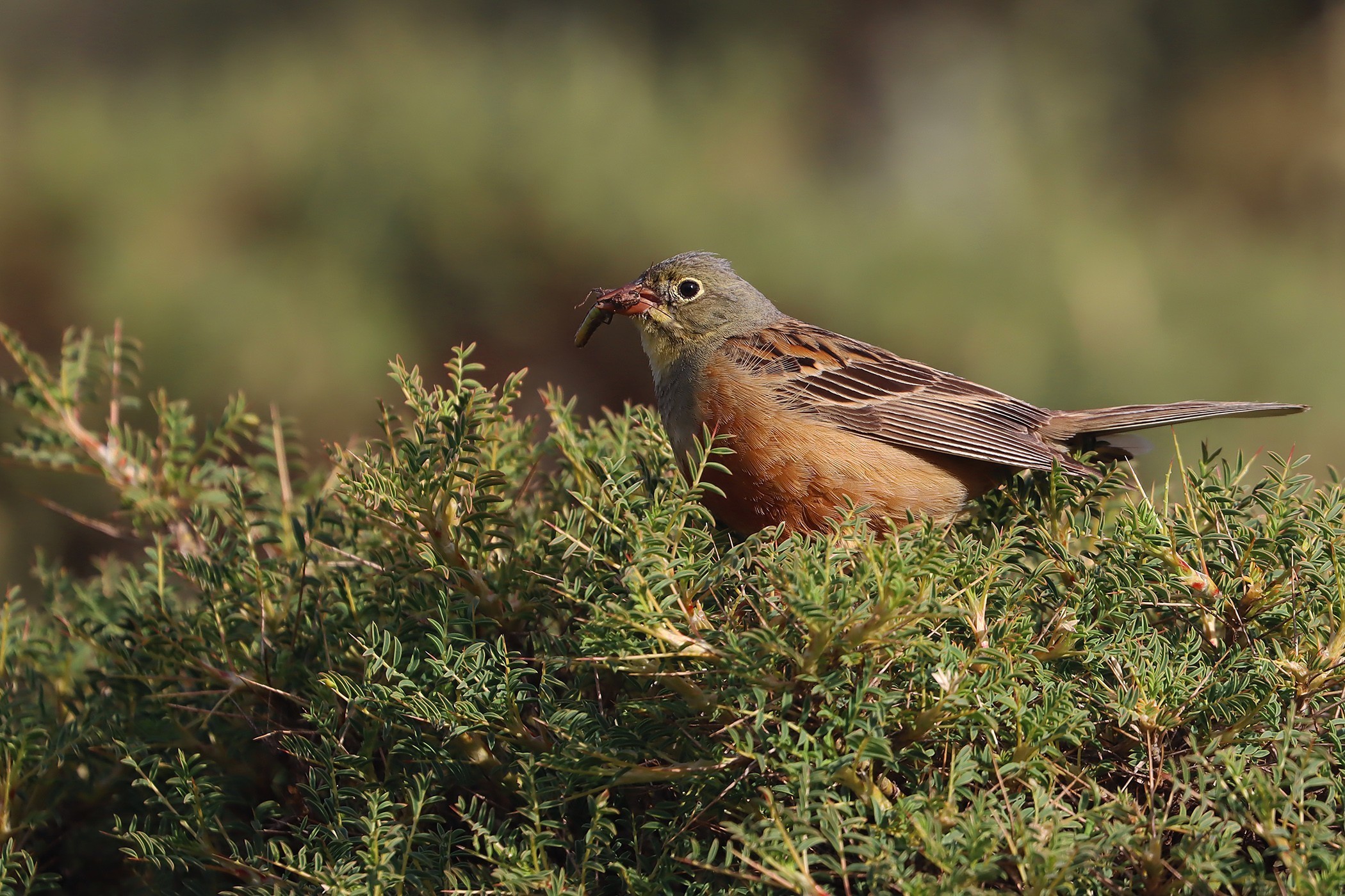 Ortolan Bunting