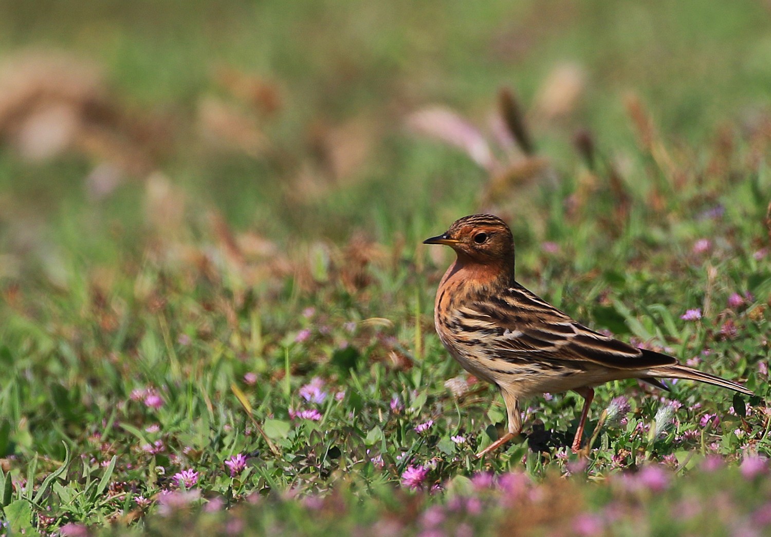 Red-throated Pipit