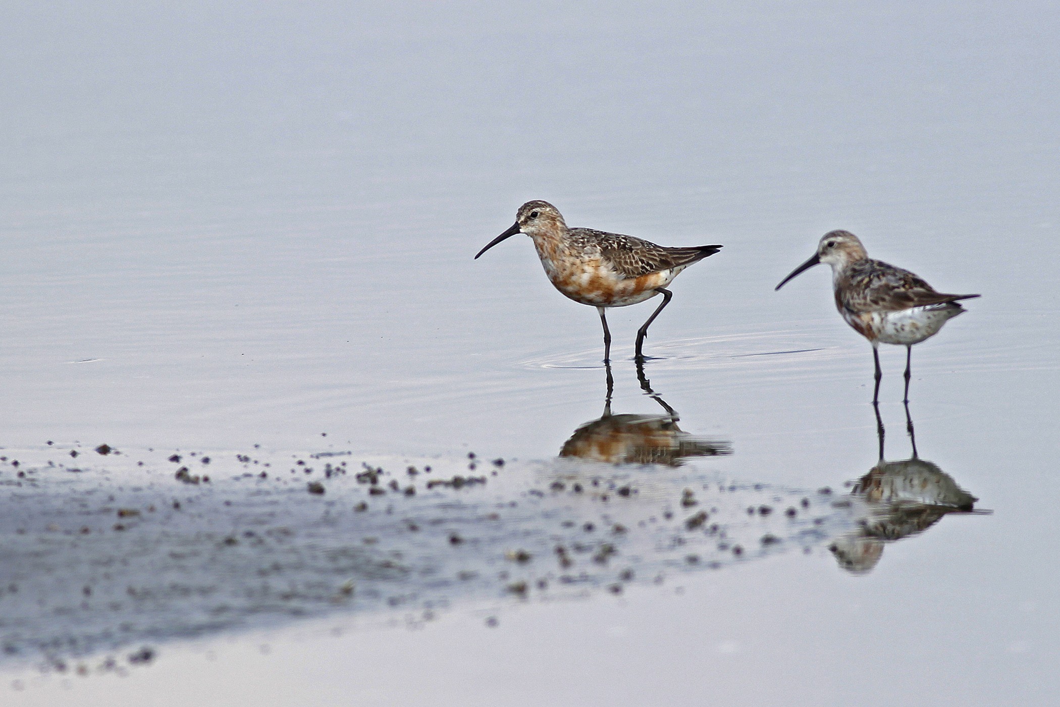 Curlew Sandpiper