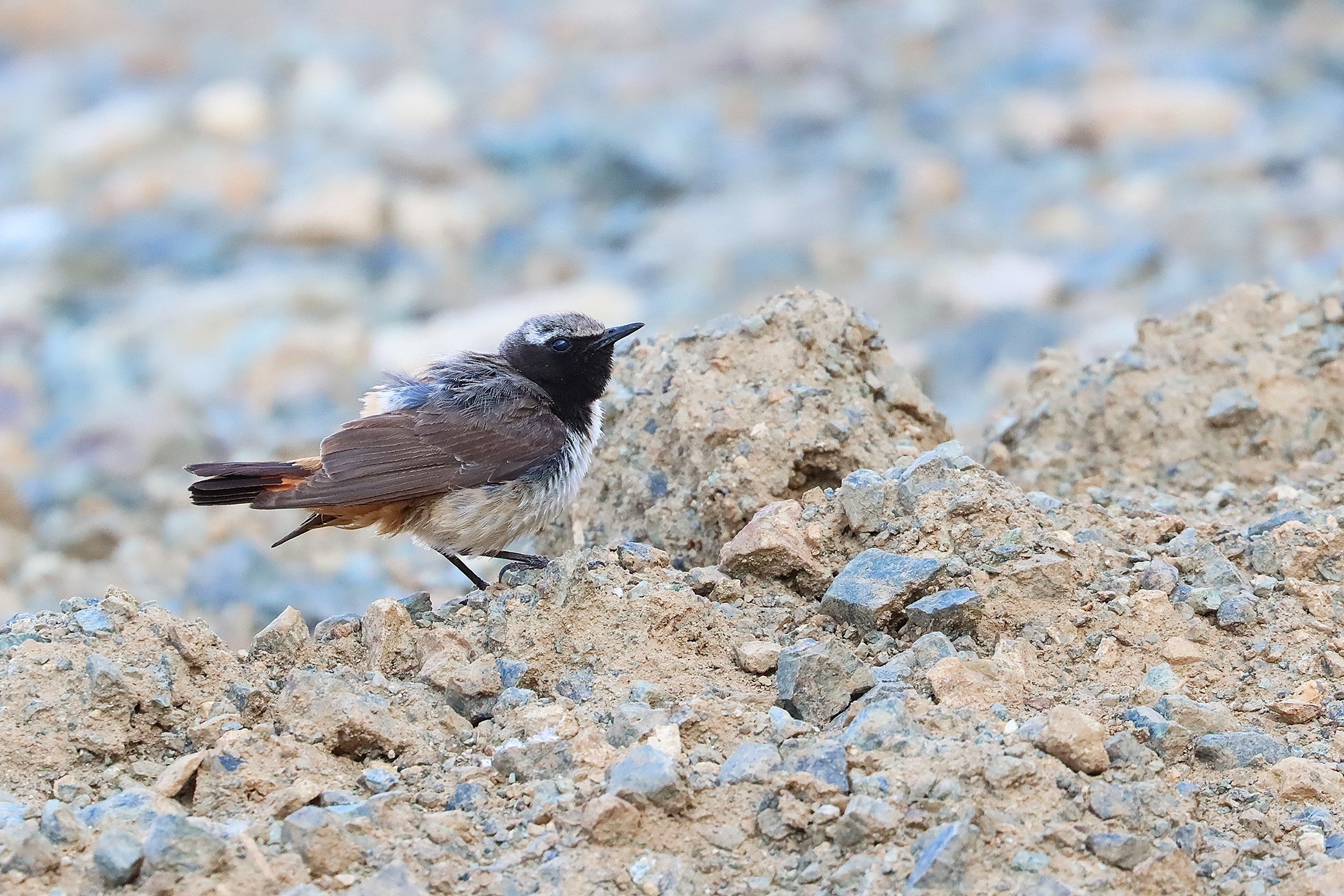 Black Redstart