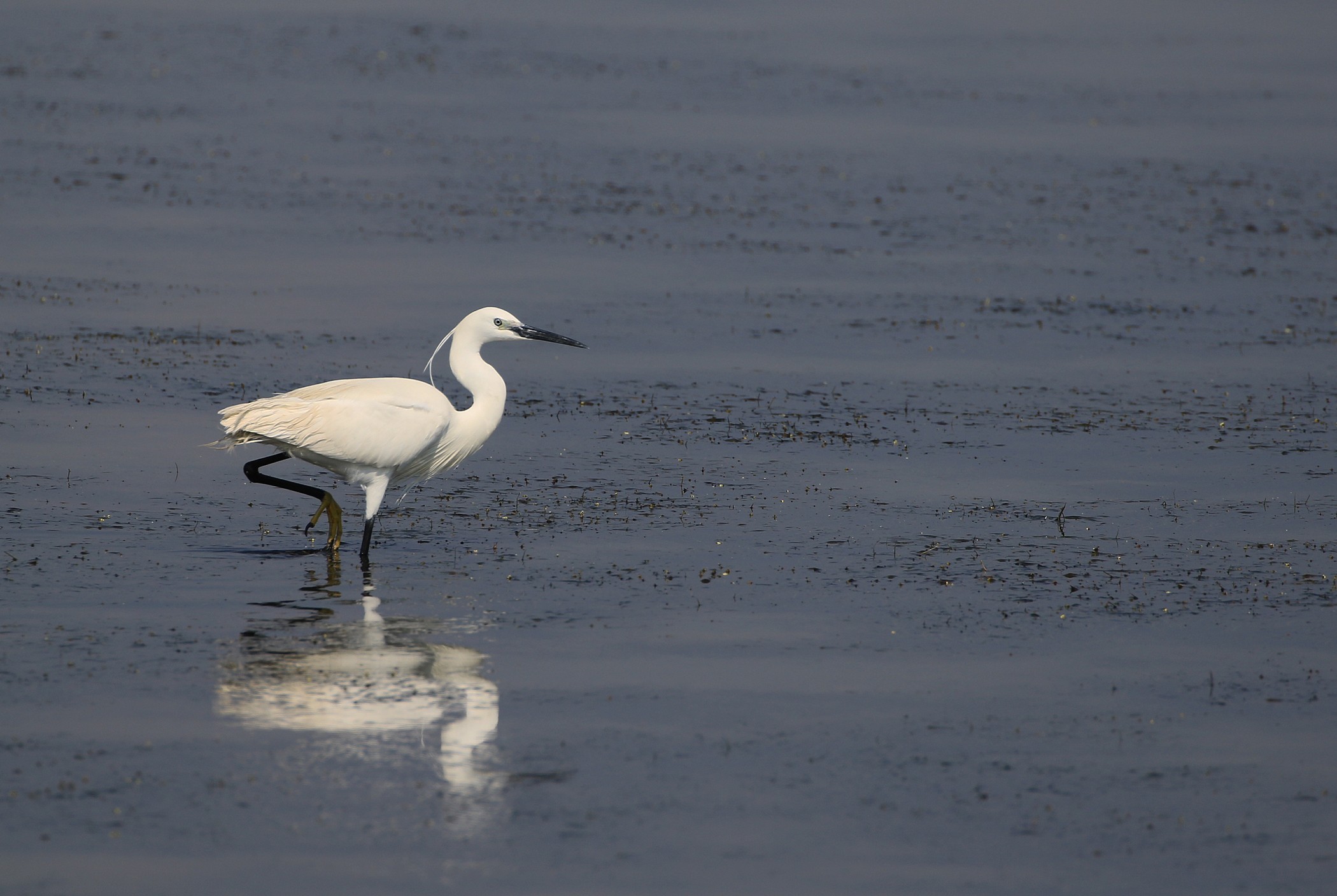 Little Egret