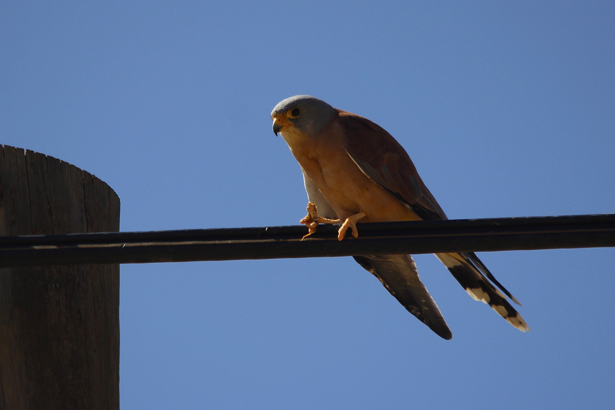 Lesser Kestrel