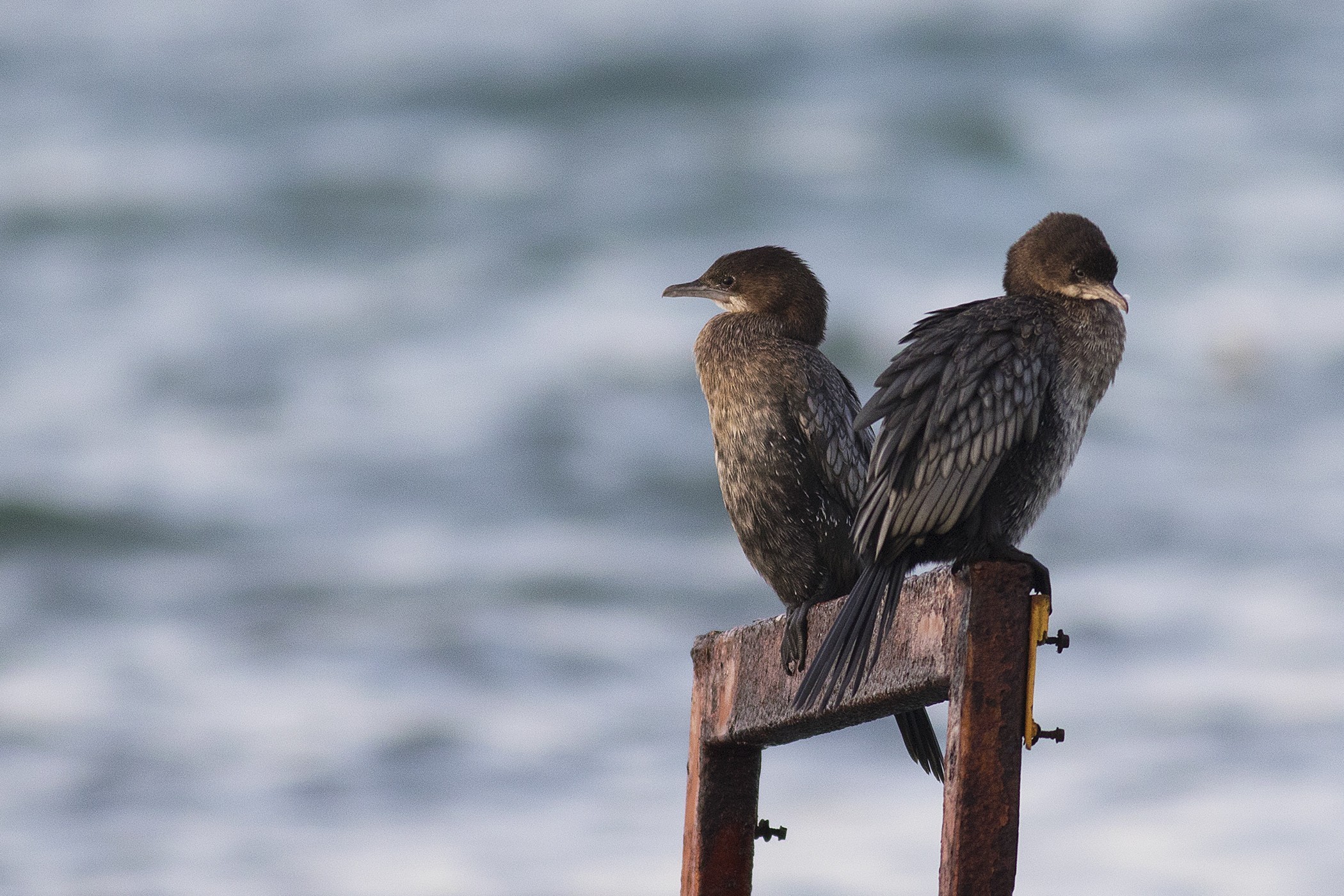 Pygmy Cormorant