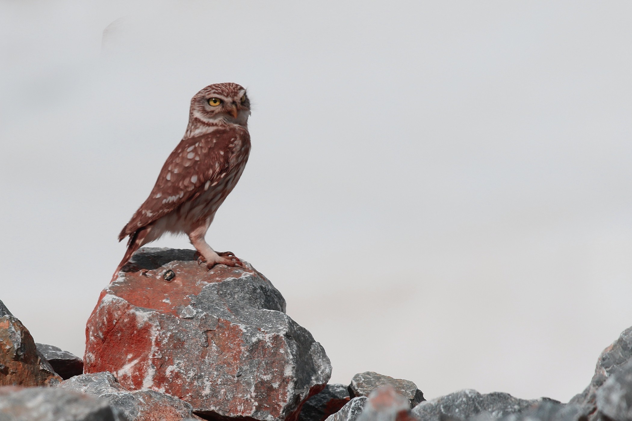 Little Owl