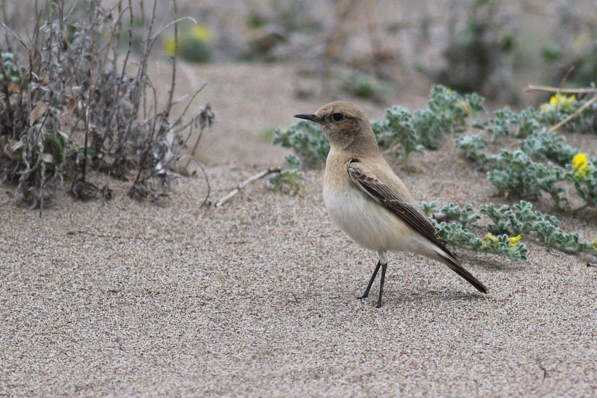 Desert Wheatear