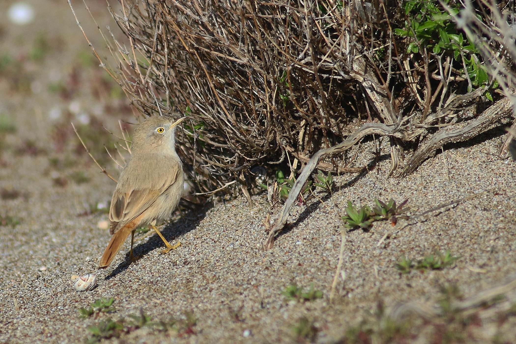 Desert Warbler