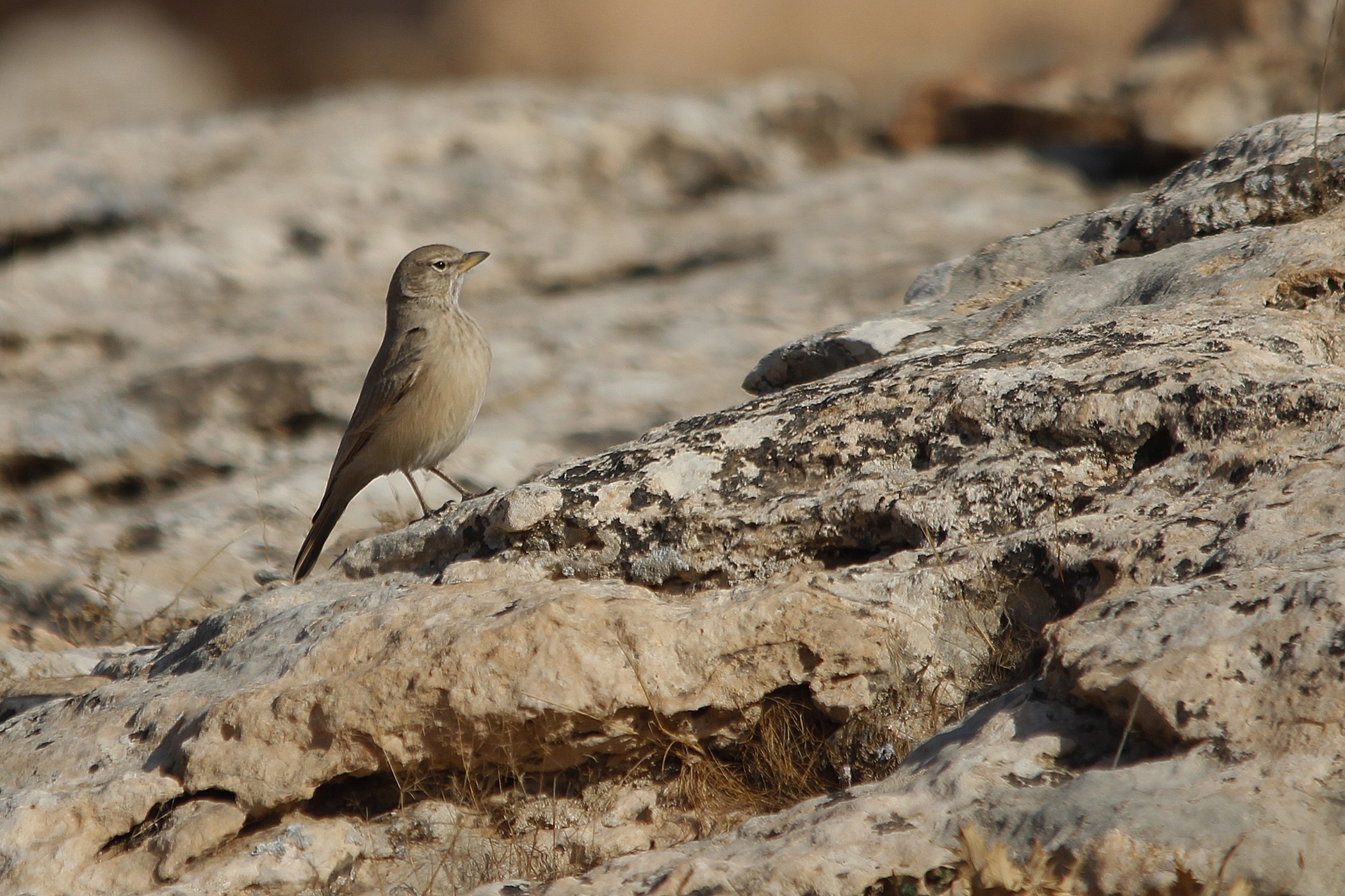 Desert Lark