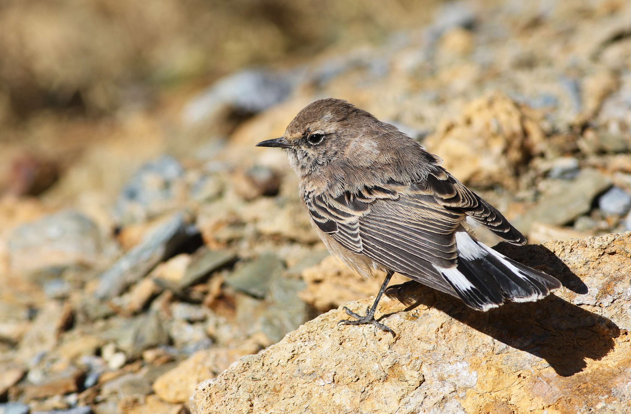 Northern Wheatear