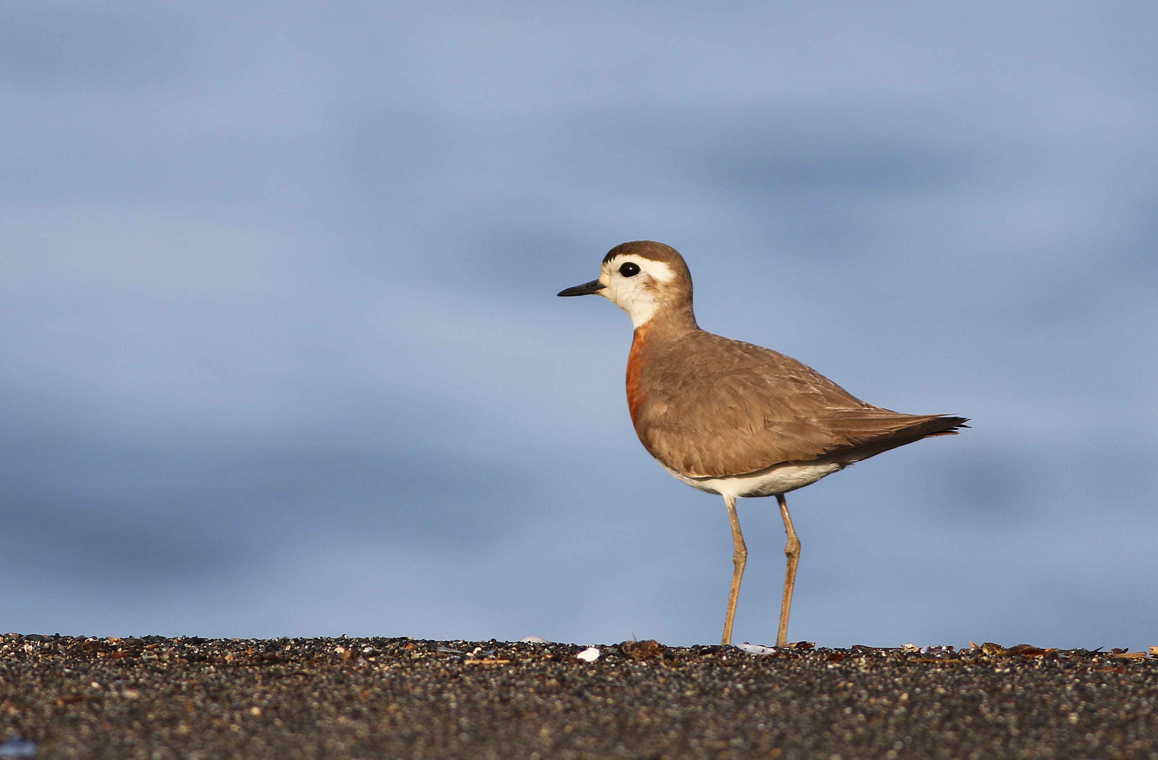 Caspian Plover