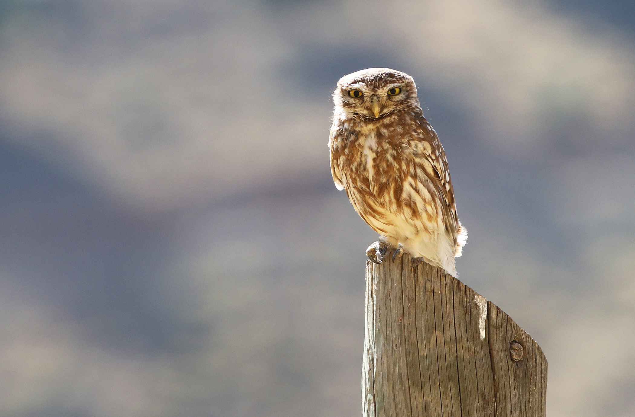 Little Owl