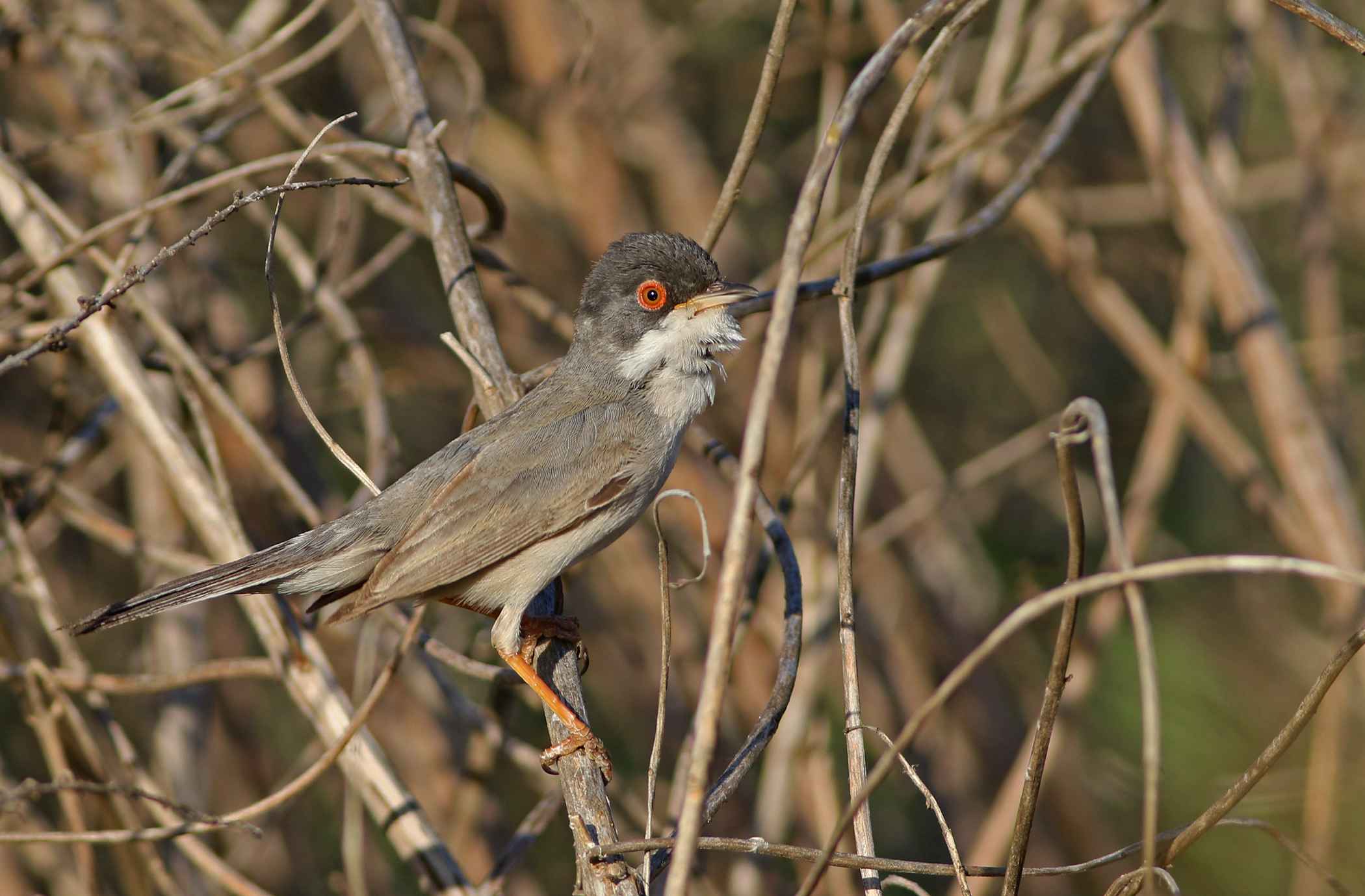 Menetries's Warbler