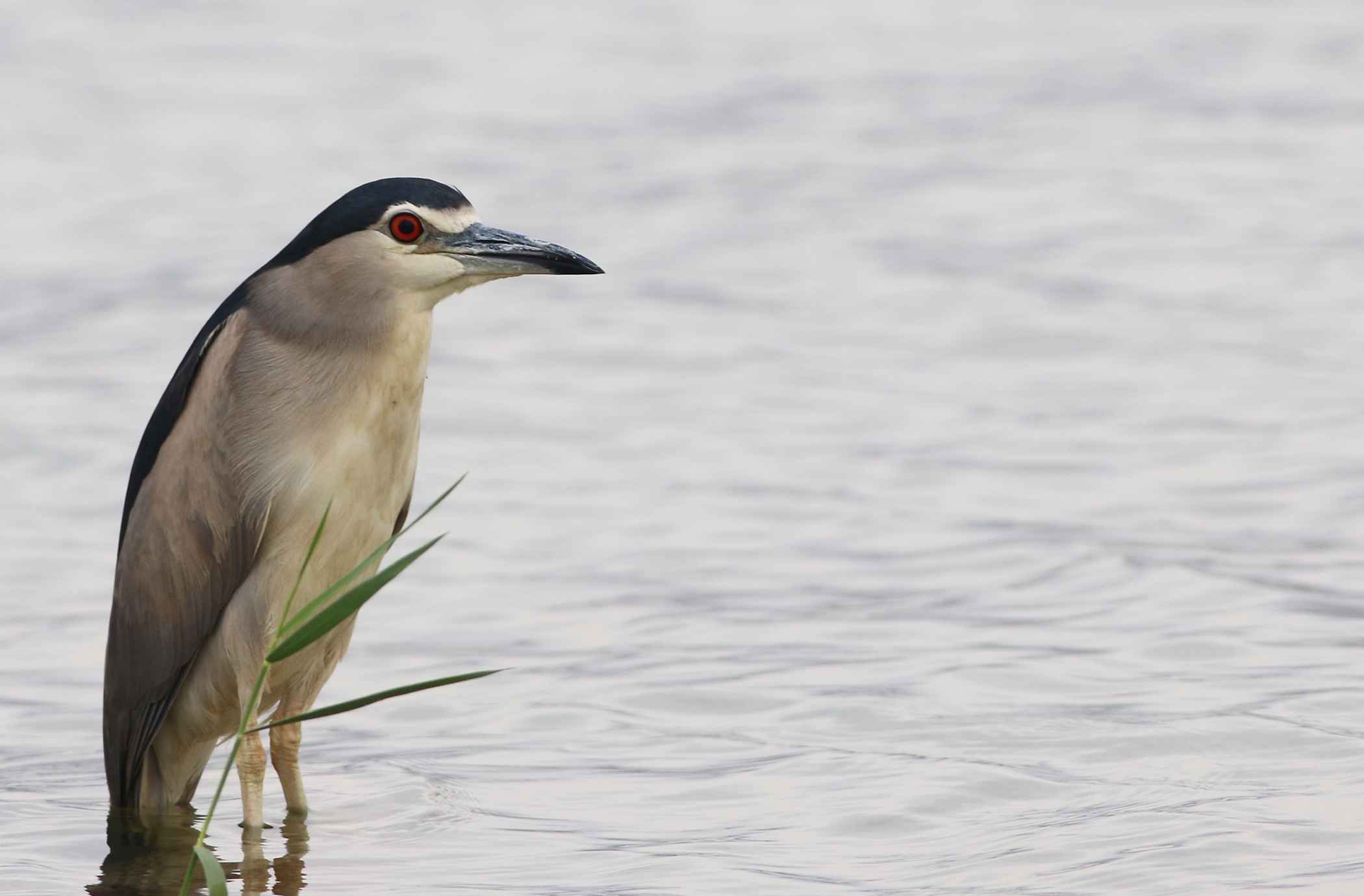 Black-crowned Night-Heron