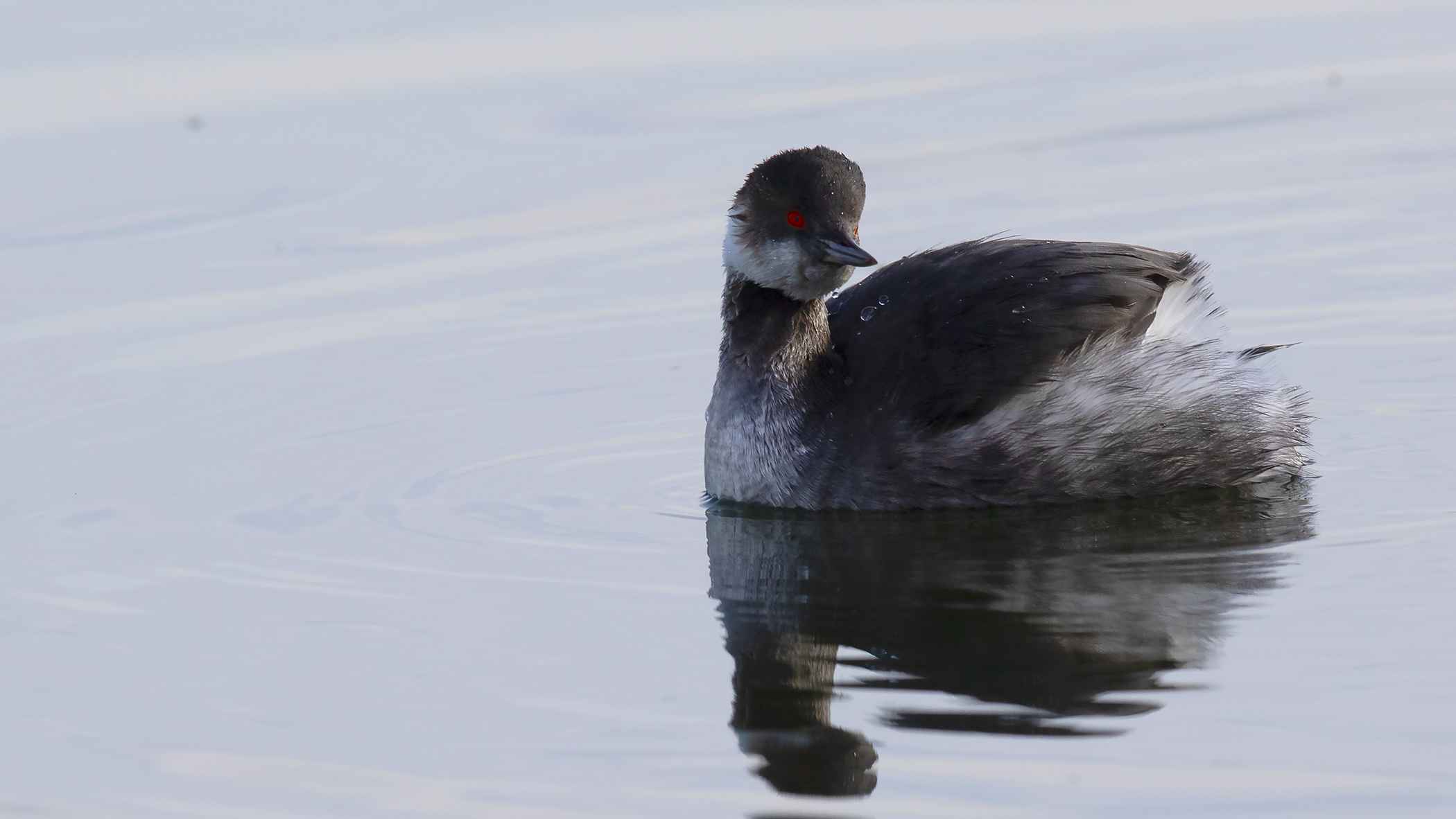 Eared Grebe
