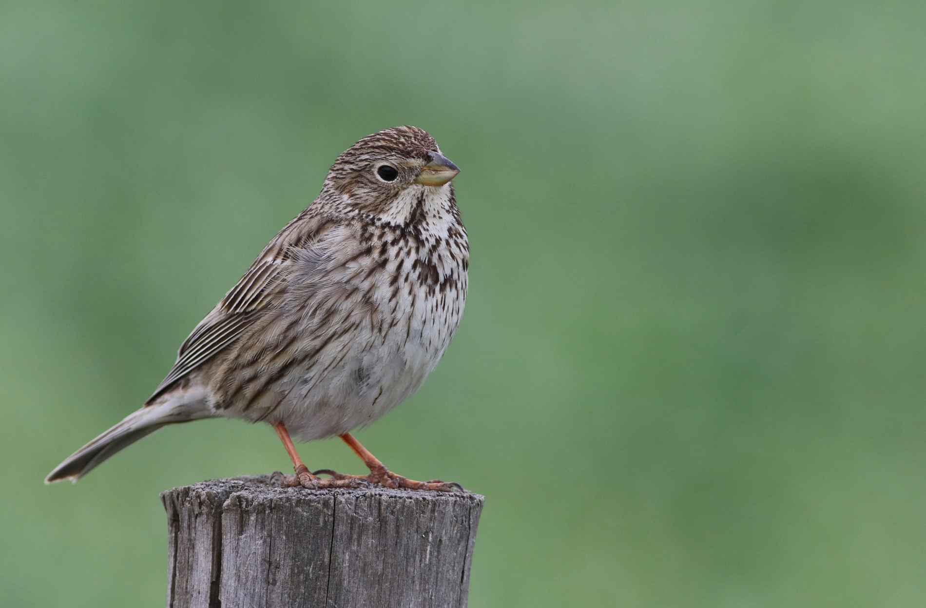 Corn Bunting