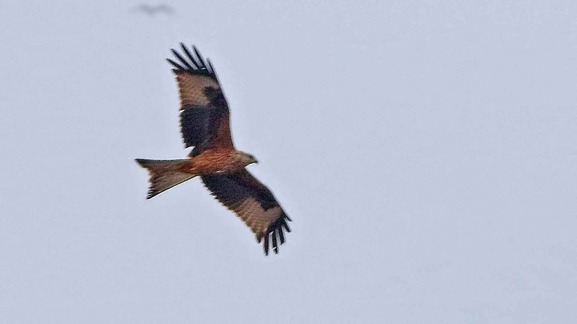 Red Kite