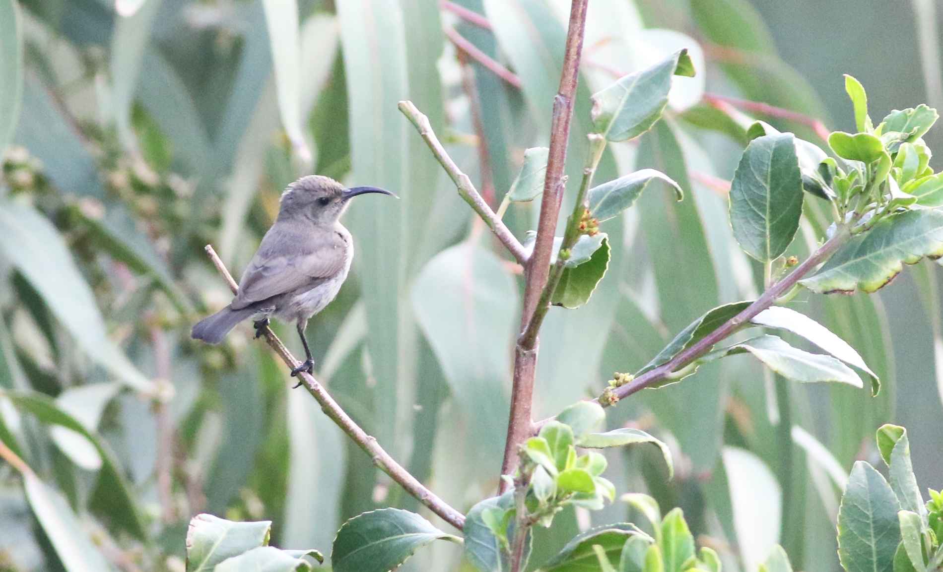 Palestine Sunbird