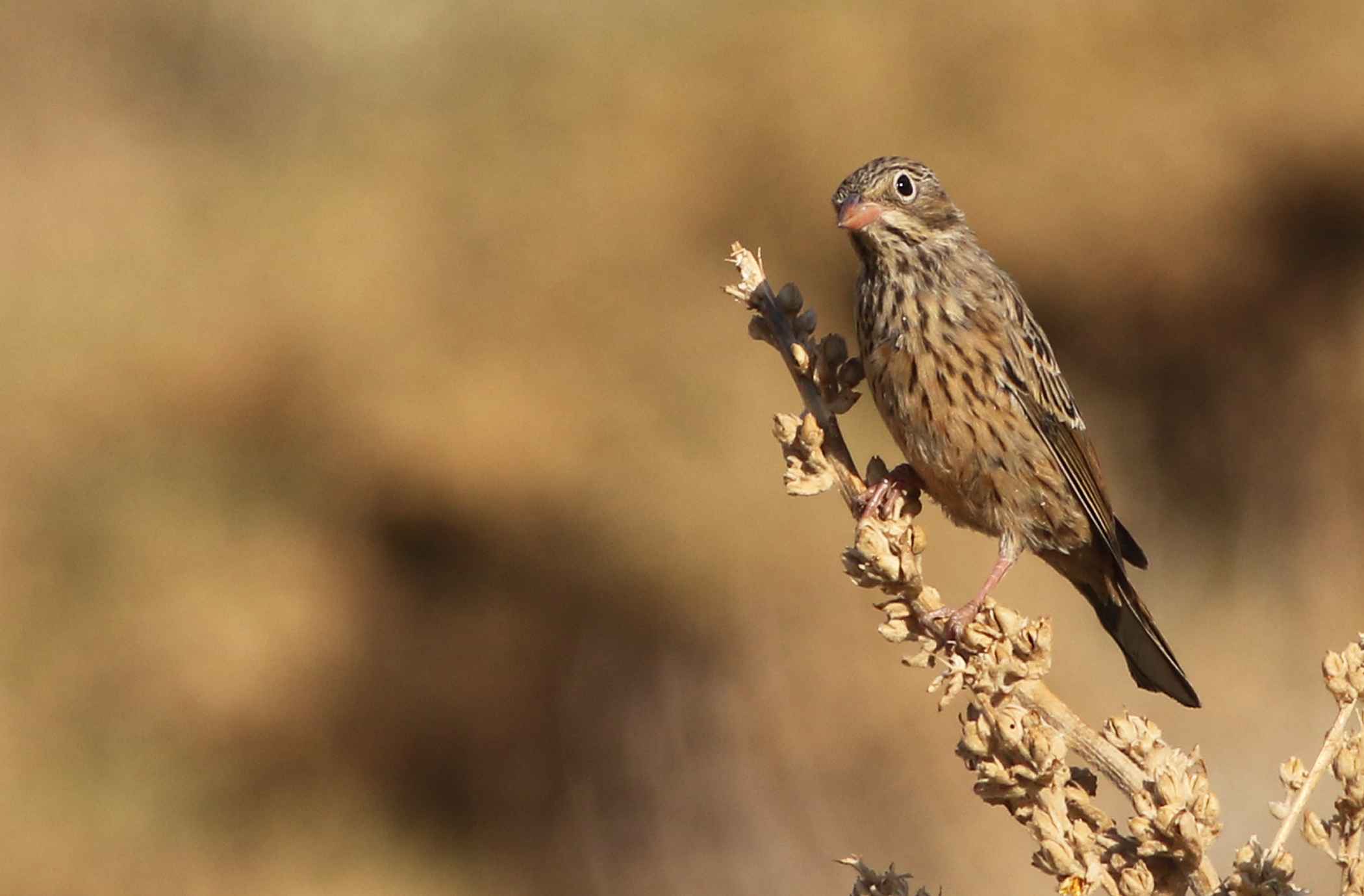 Ortolan Bunting