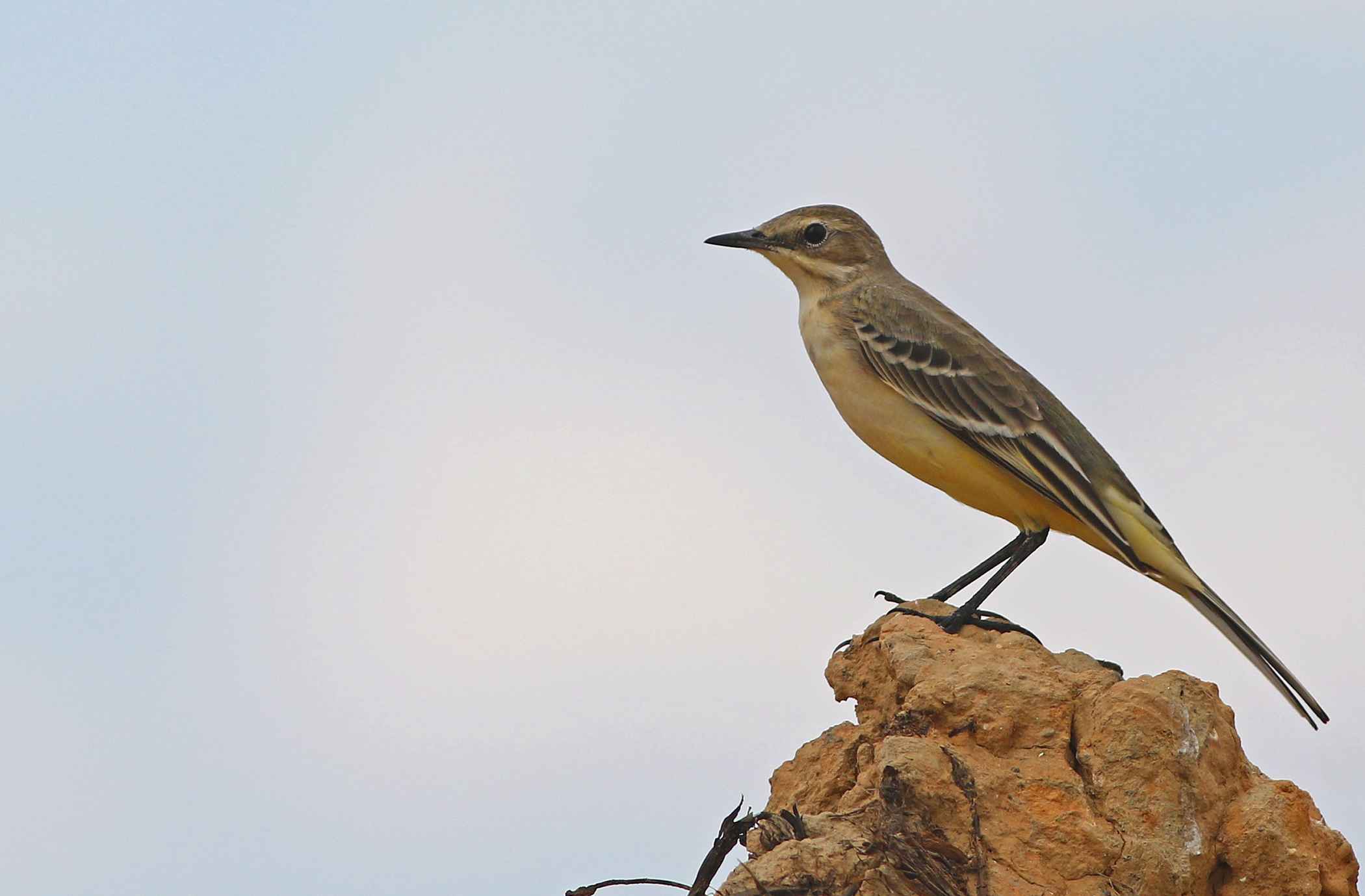 Western Yellow Wagtail
