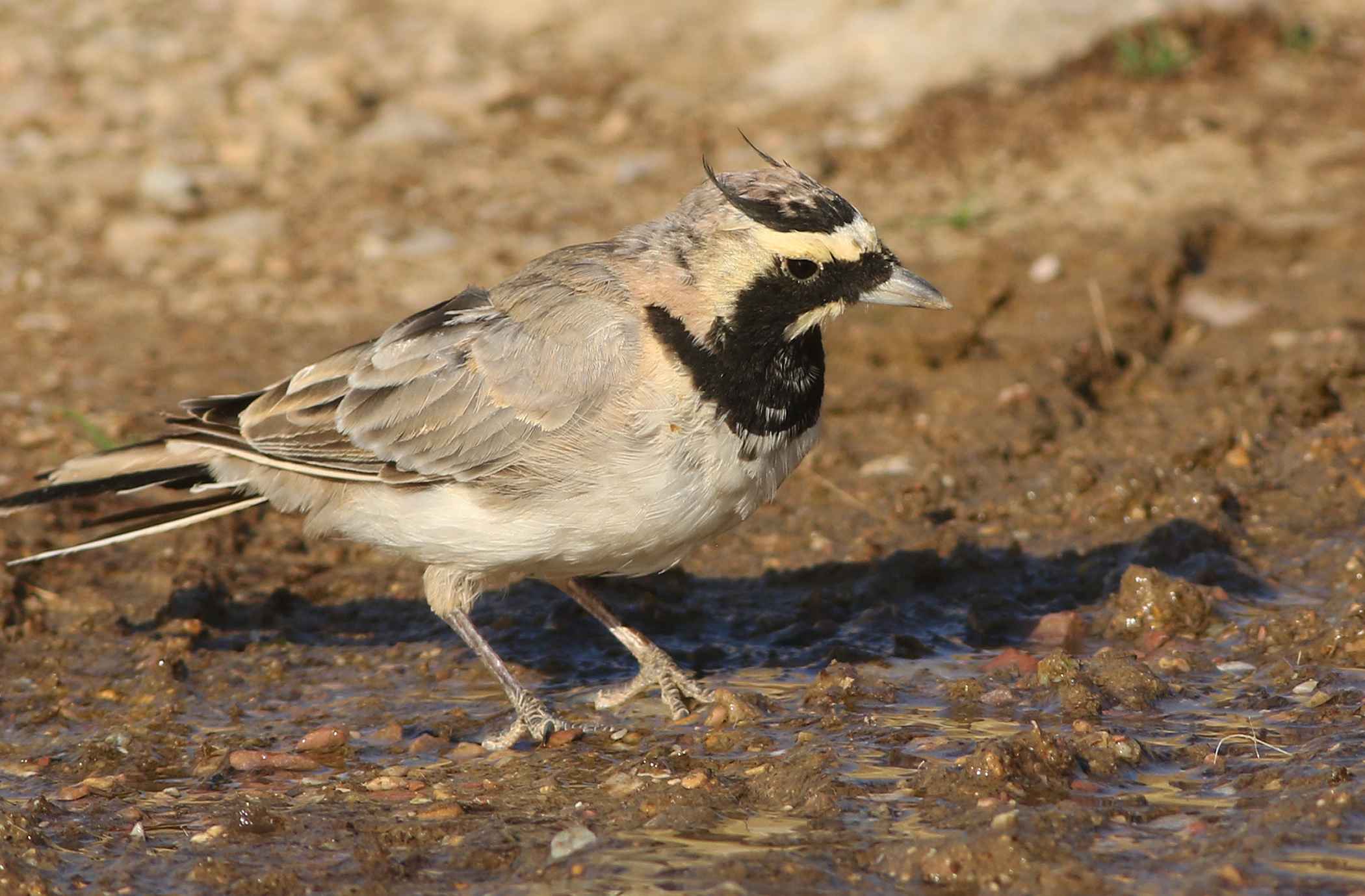 Horned Lark