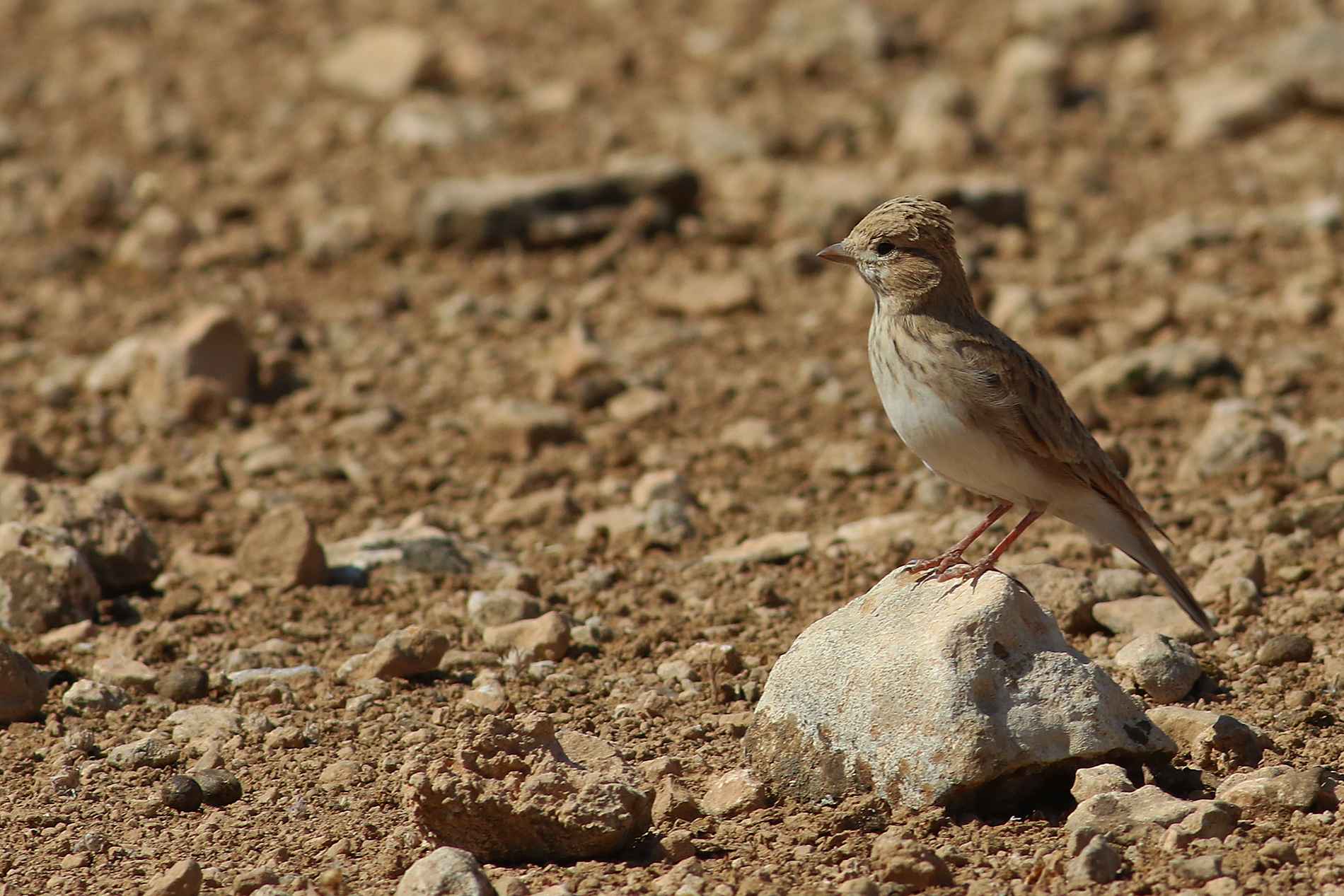 Lesser Short-toed Lark