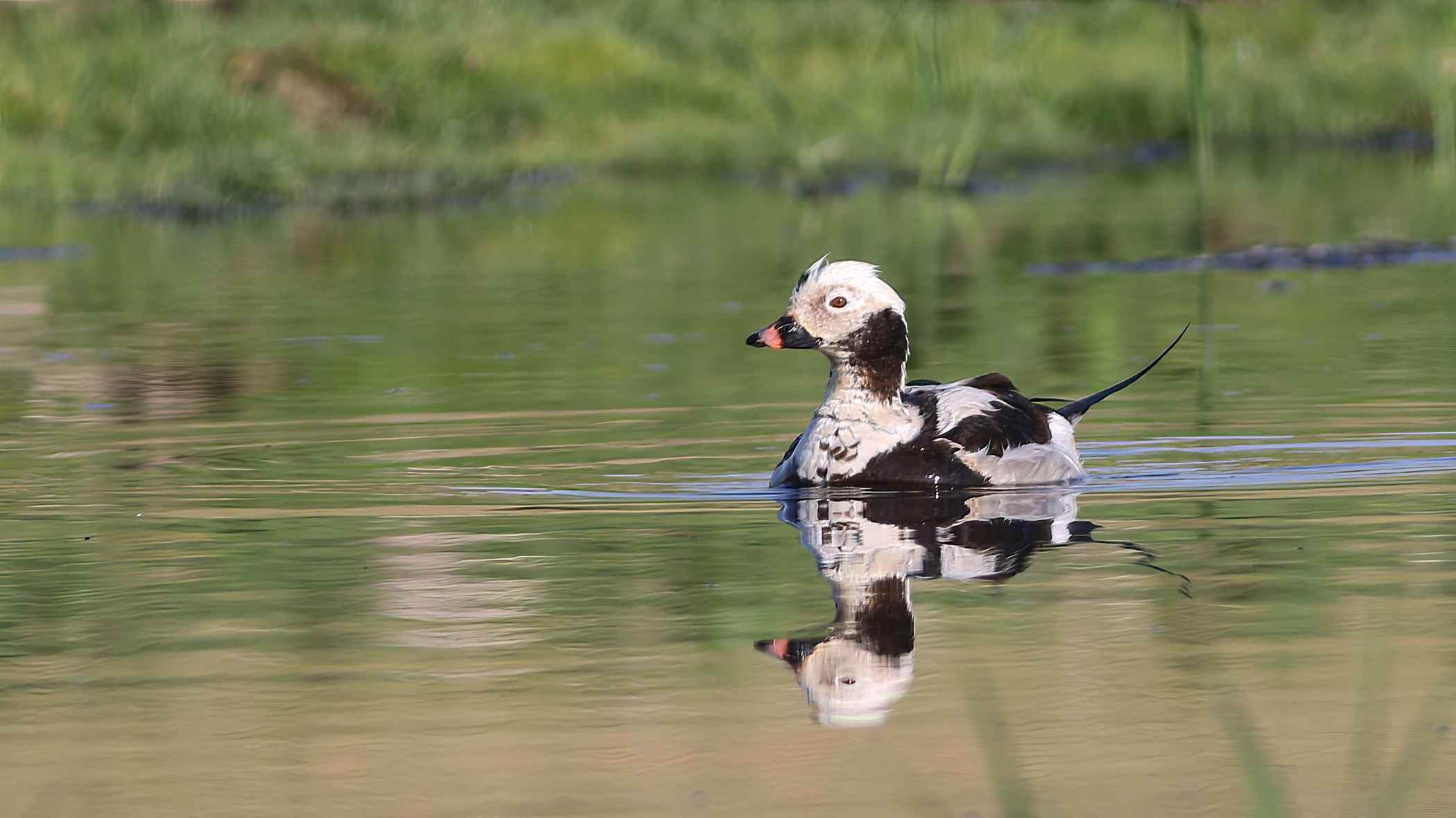 Long-tailed Duck