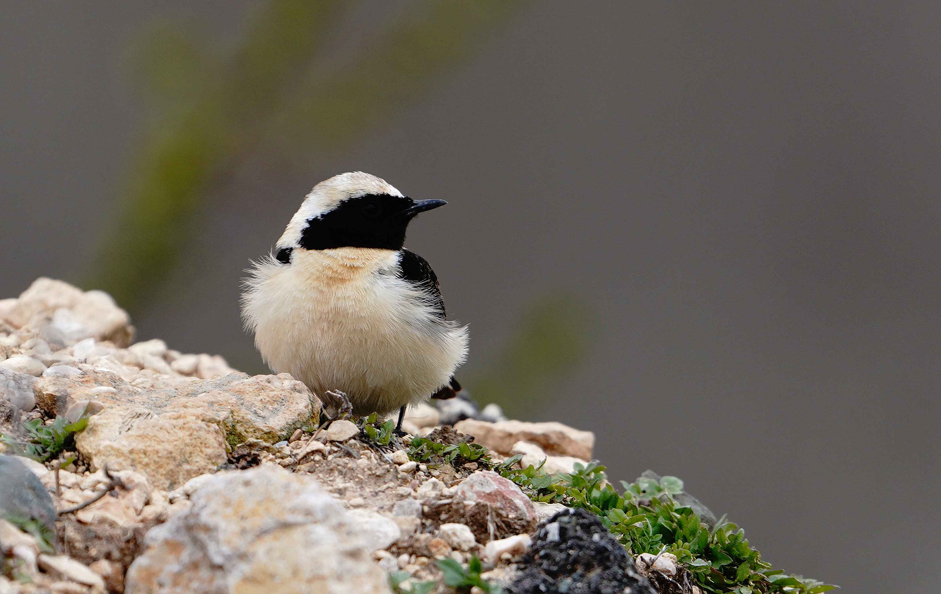 Black-eared Wheatear