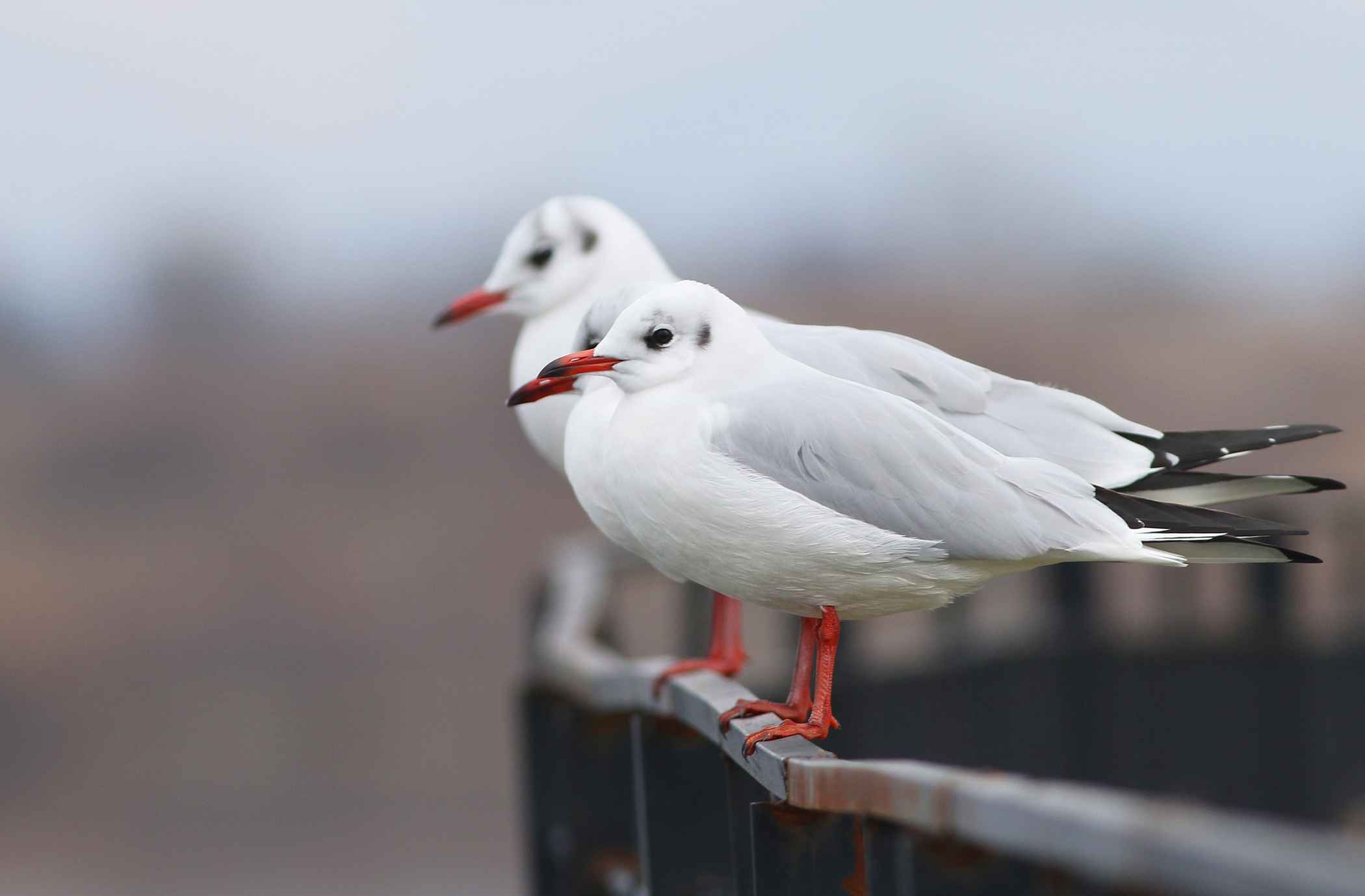 Black-headed Gull