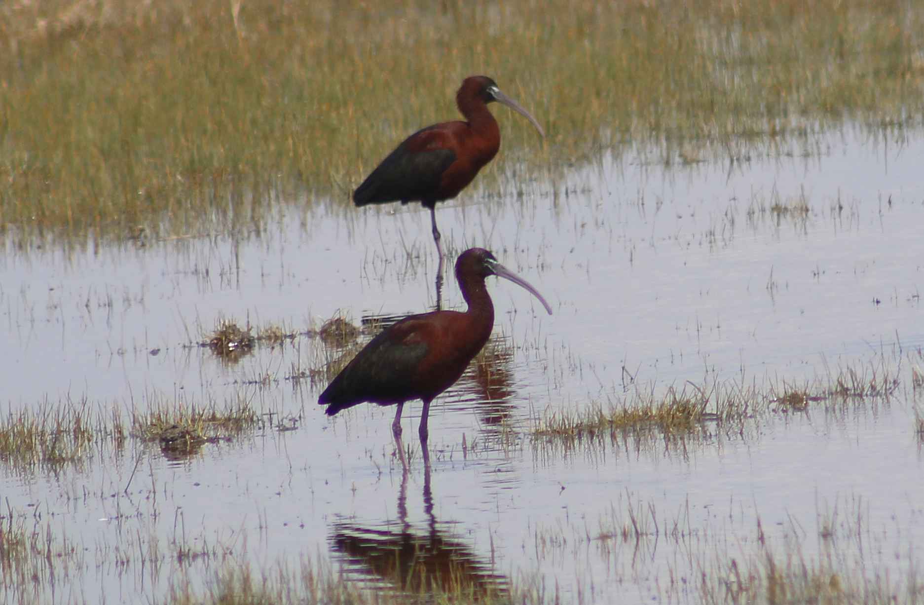 Glossy Ibis