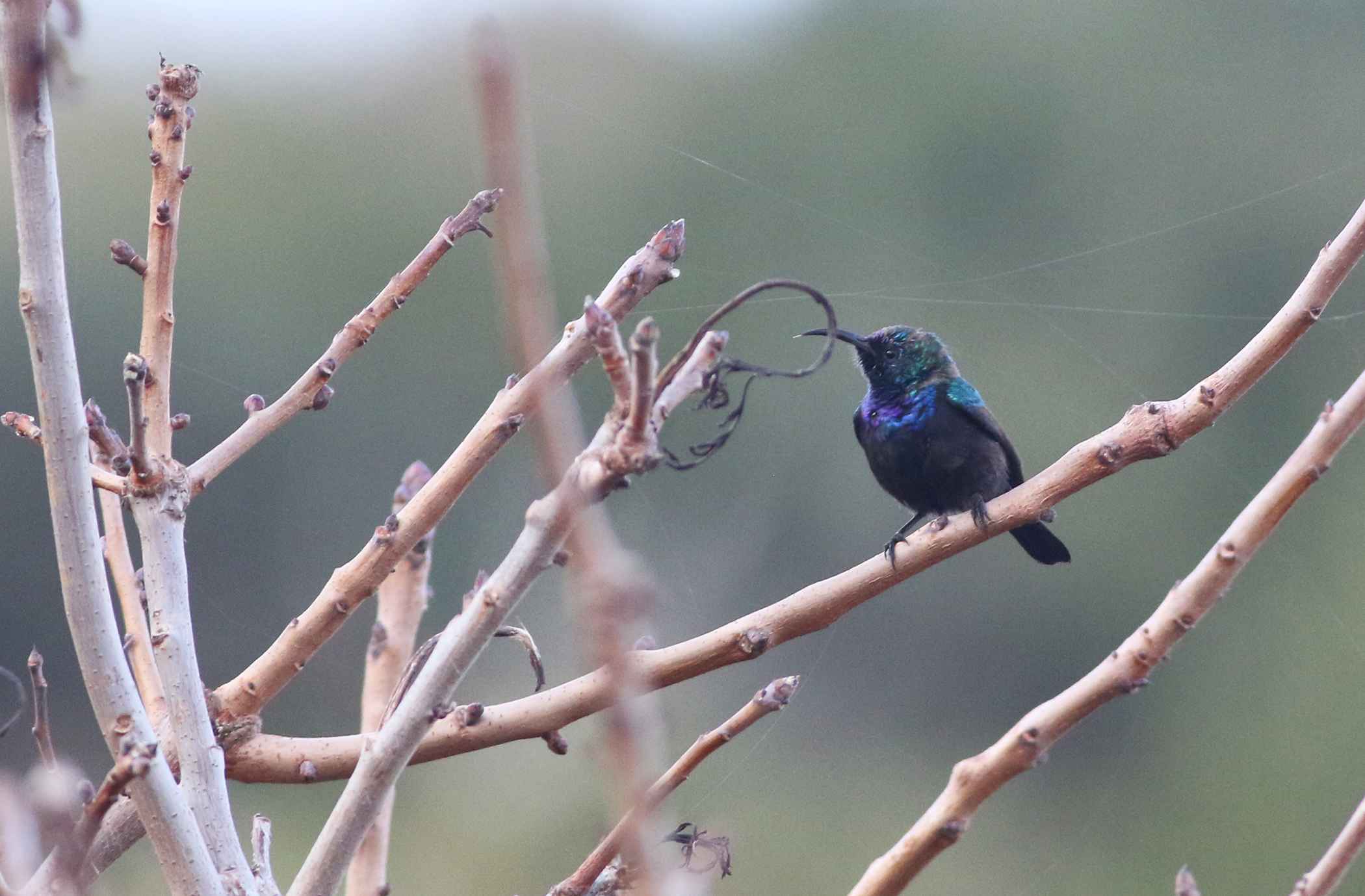 Palestine Sunbird