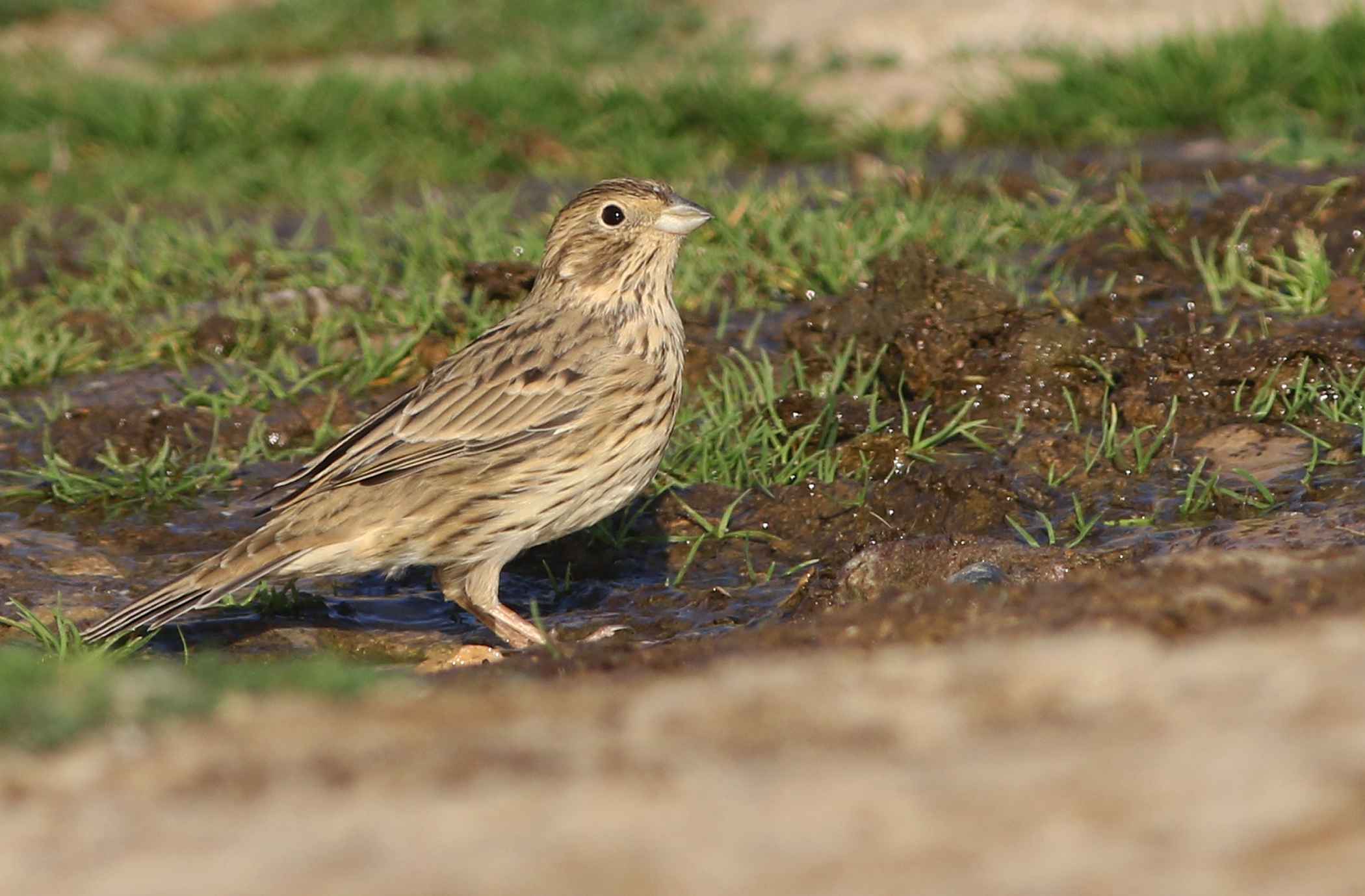 Eurasian Linnet
