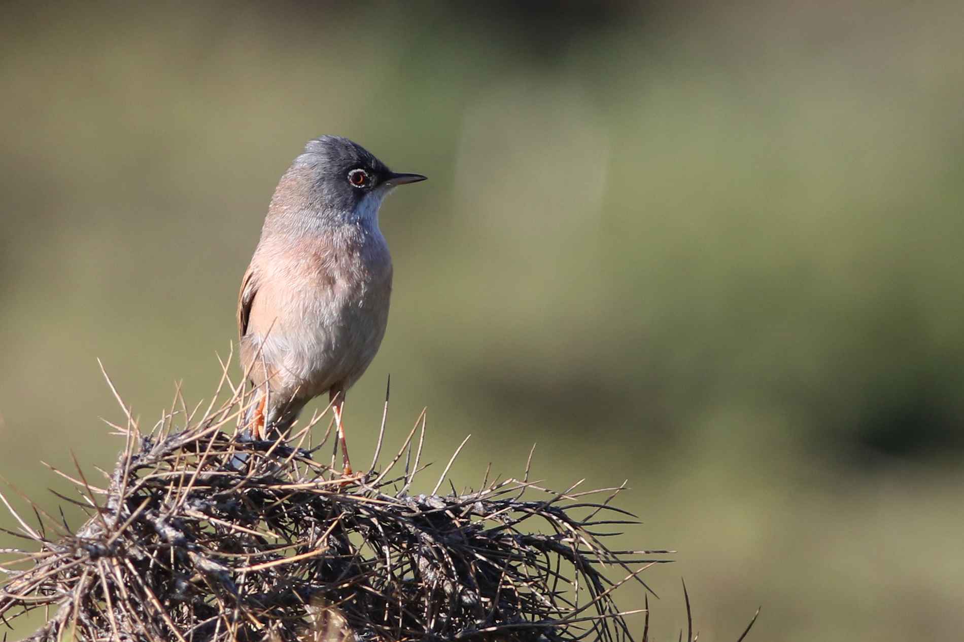 Spectacled Warbler