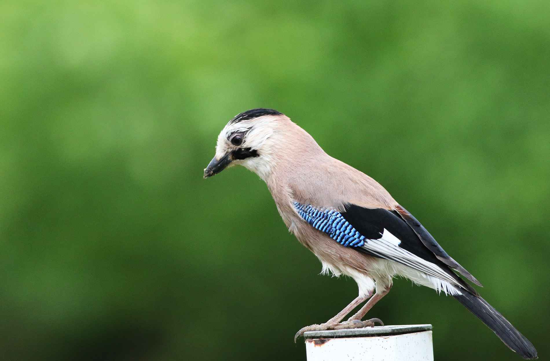 Eurasian Jay