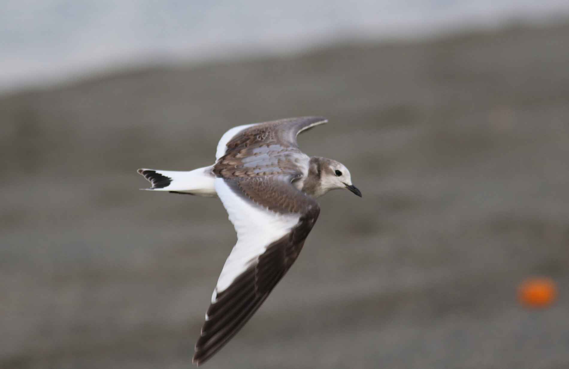 Sabine's Gull