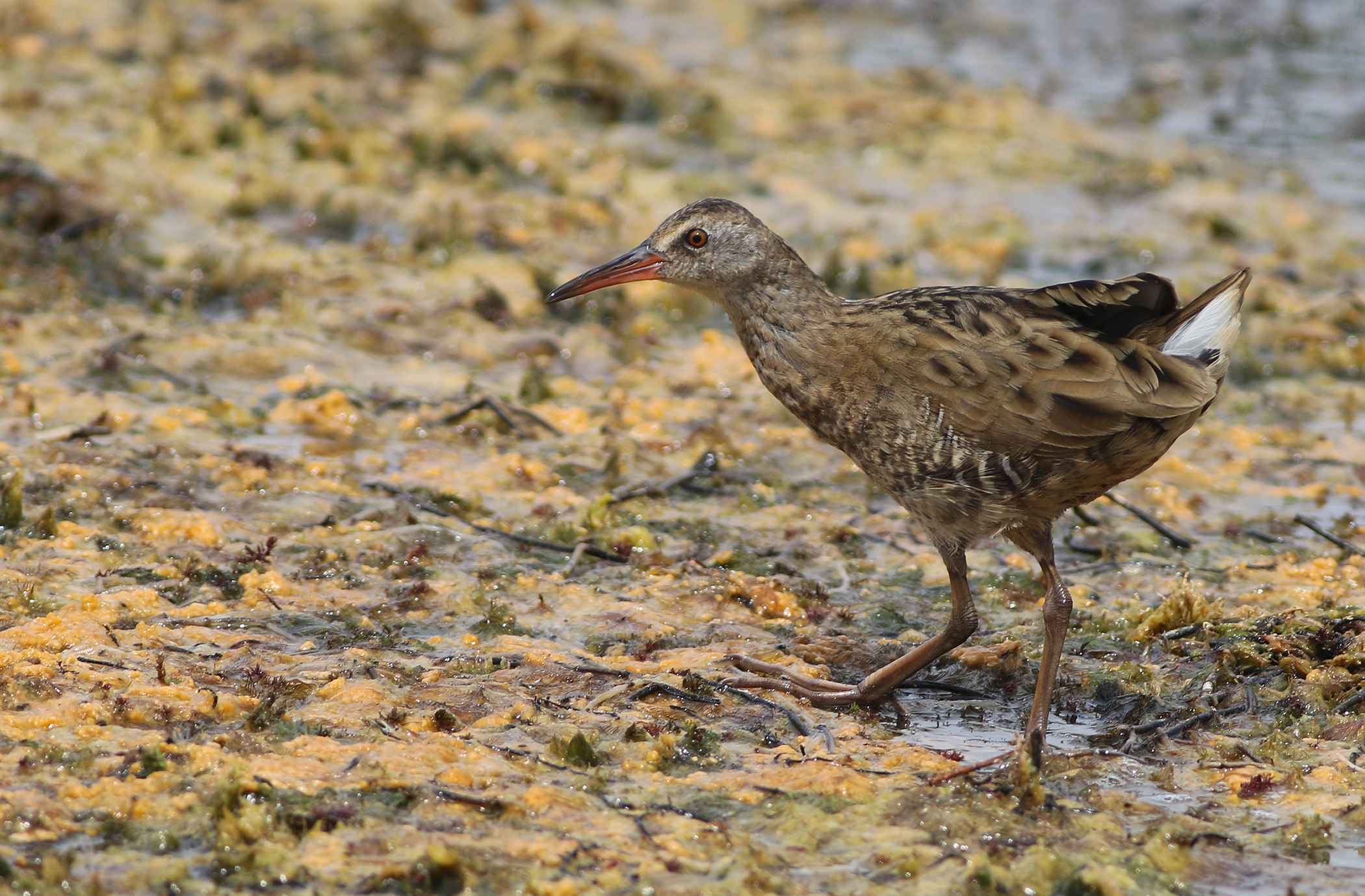Water Rail
