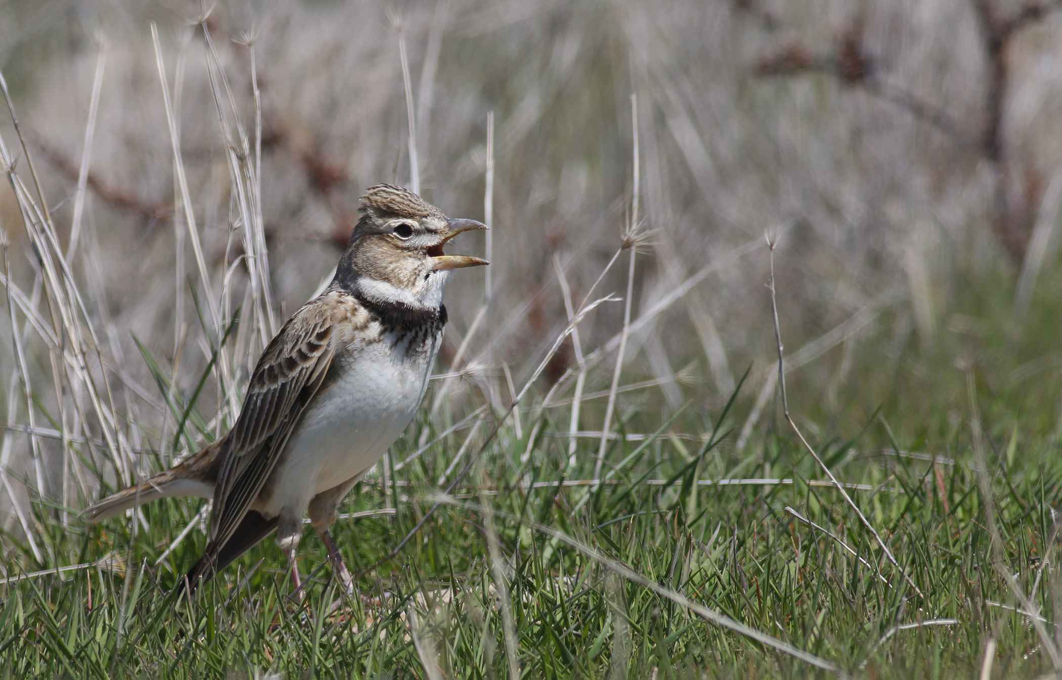 Calandra Lark