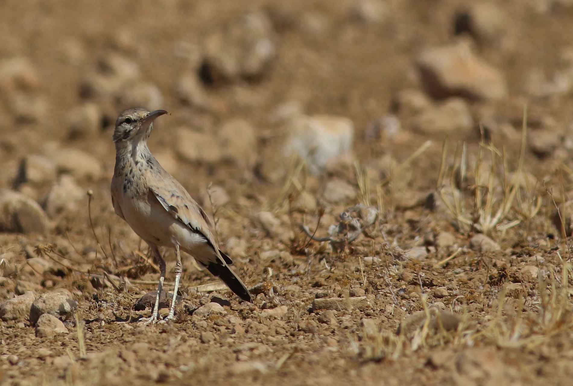 Greater Hoopoe-Lark