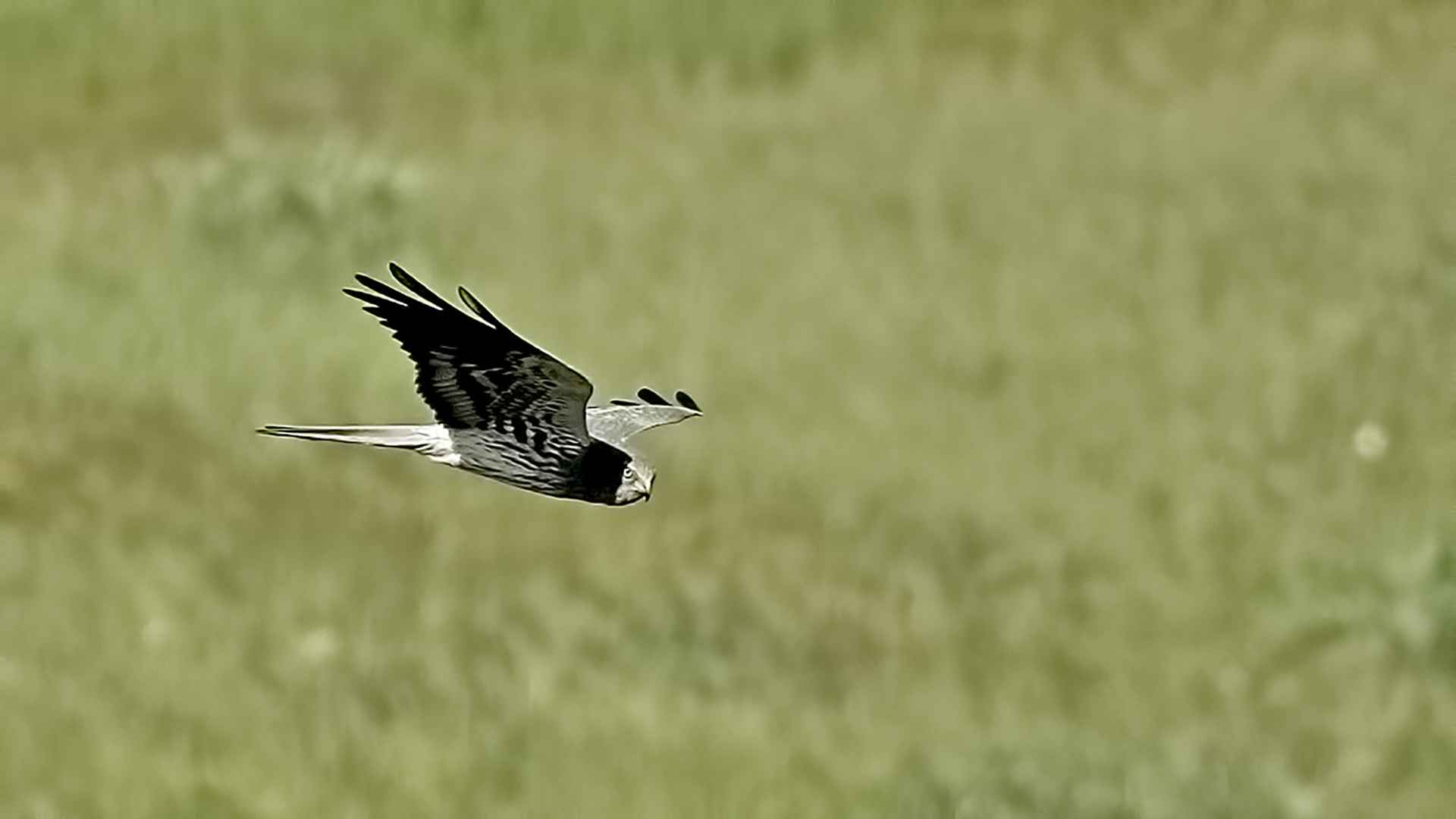 Montagu's Harrier