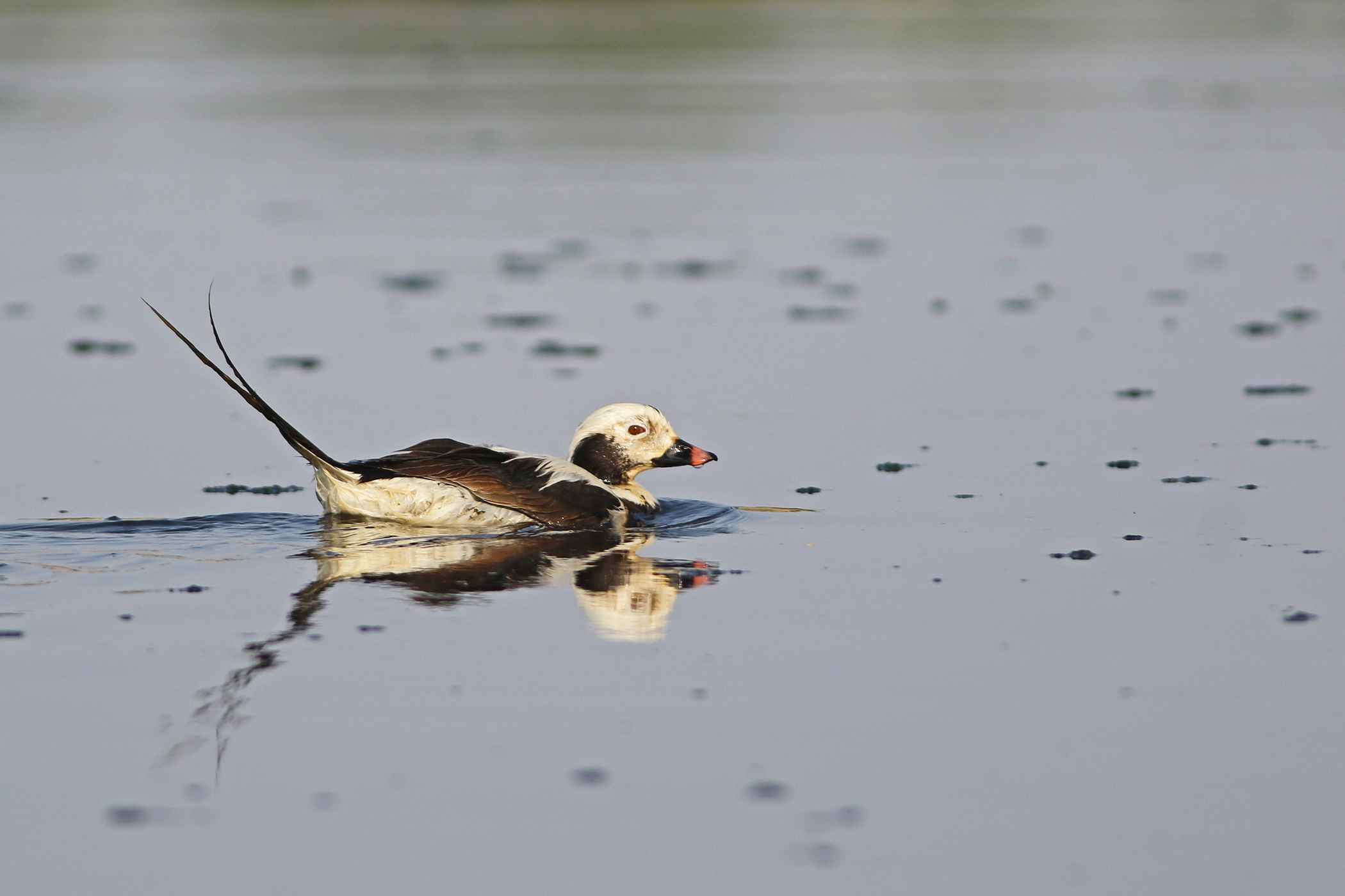 Long-tailed Duck