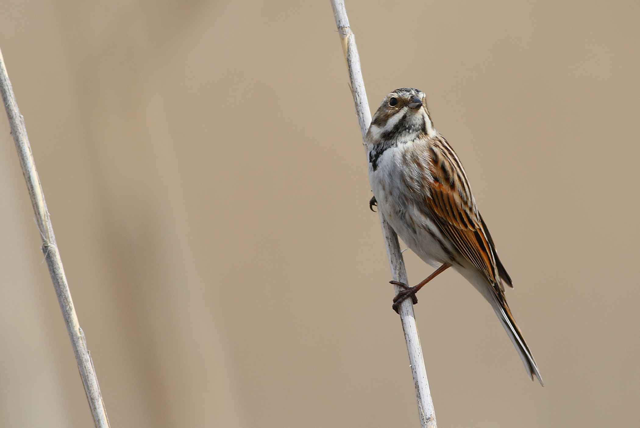 Reed Bunting