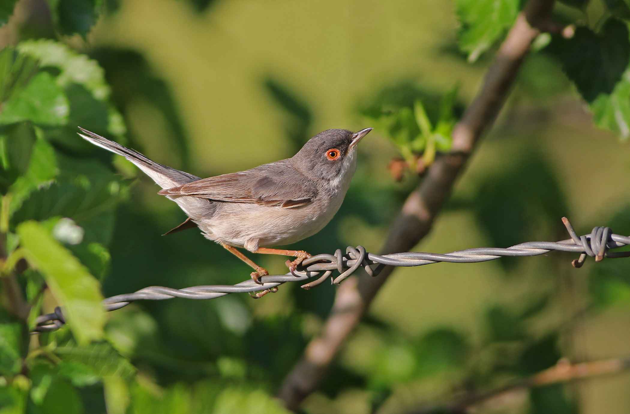 Menetries's Warbler